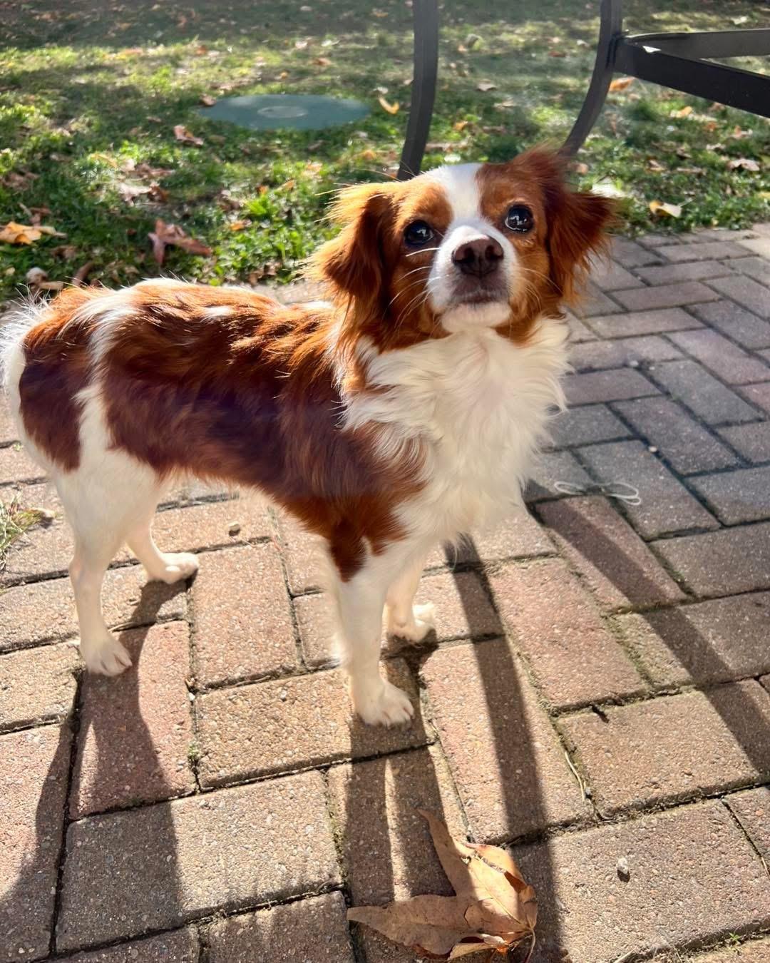 Pepper, ADOPTABLE, Young Female Cavalier King Charles Spaniel.