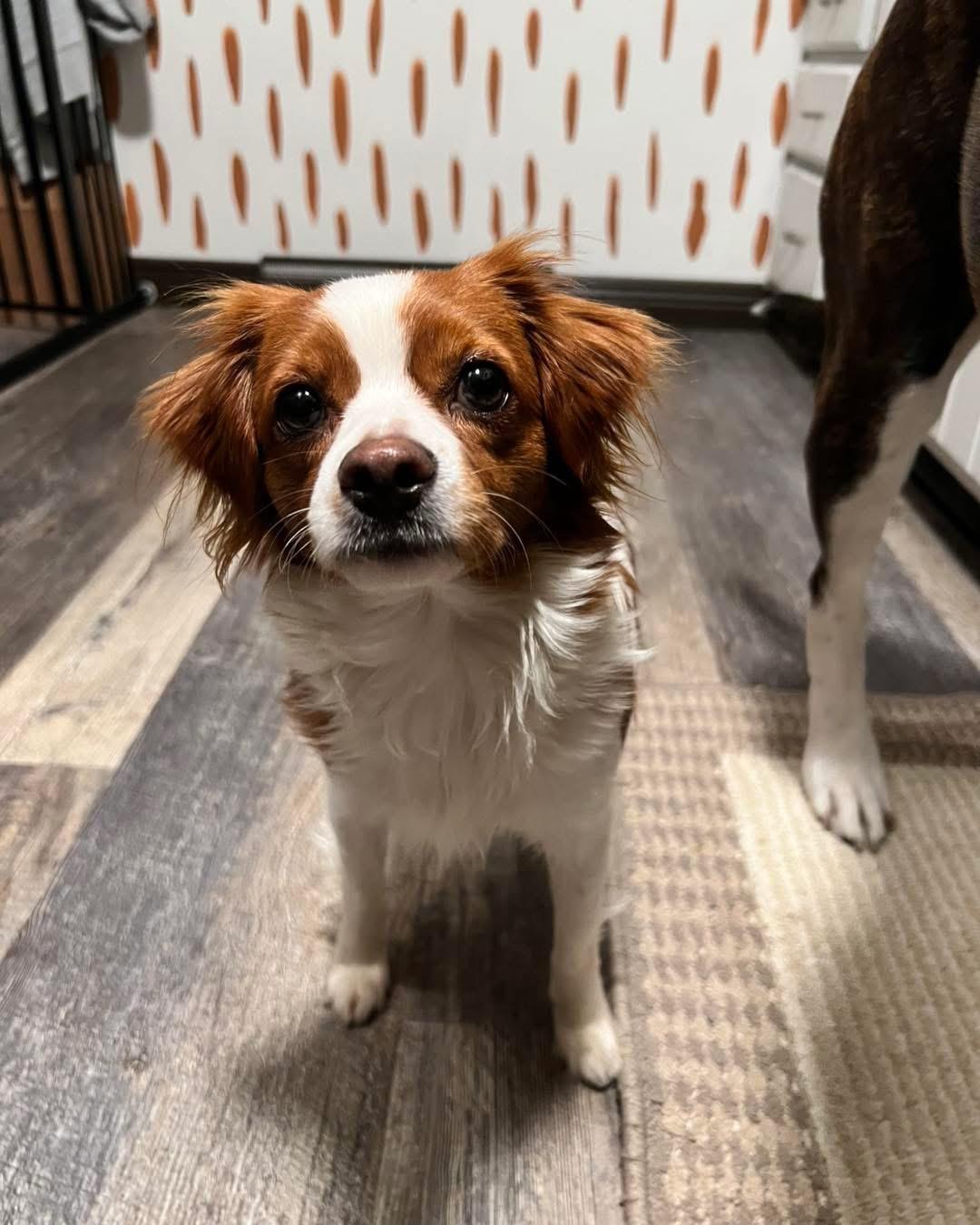 Enlarge Pepper, a ADOPTABLE Cavalier King Charles Spaniel in Grand Haven, MI image 2/6