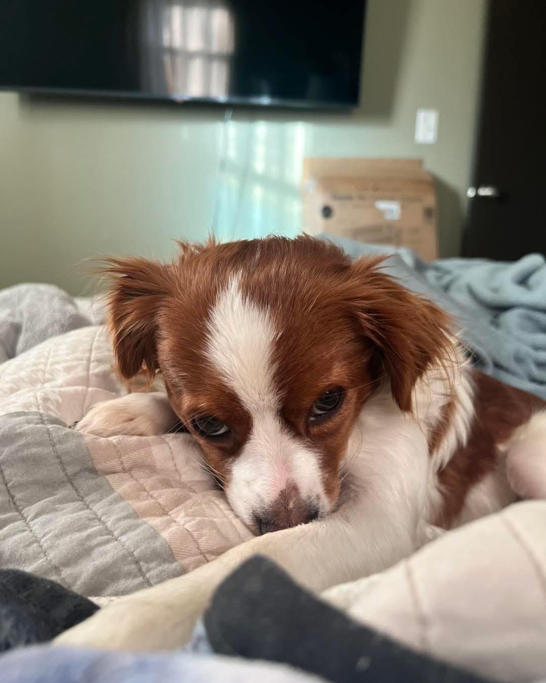 Enlarge Pepper, a ADOPTABLE Cavalier King Charles Spaniel in Grand Haven, MI image 3/6