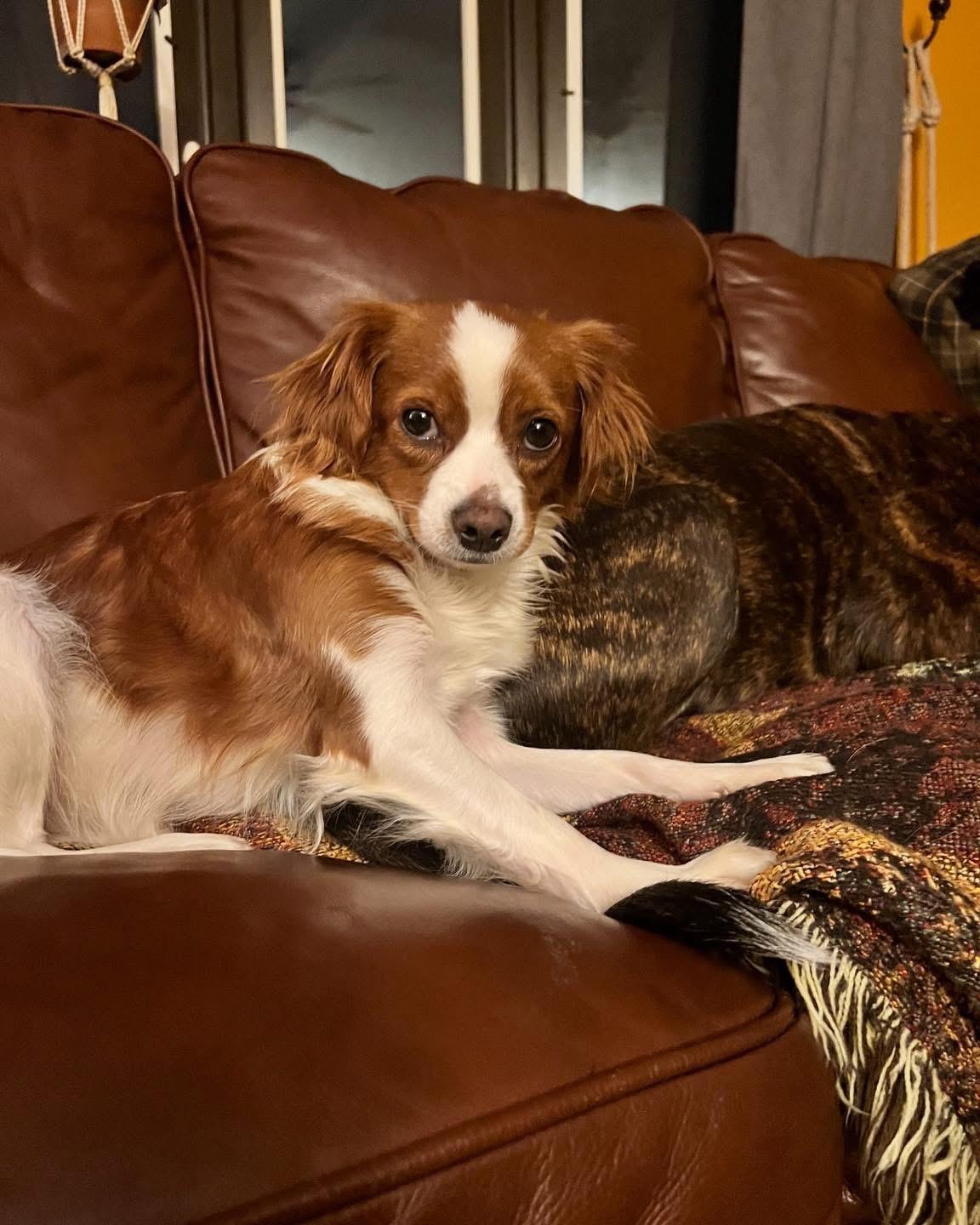 Enlarge Pepper, a ADOPTABLE Cavalier King Charles Spaniel in Grand Haven, MI image 4/6