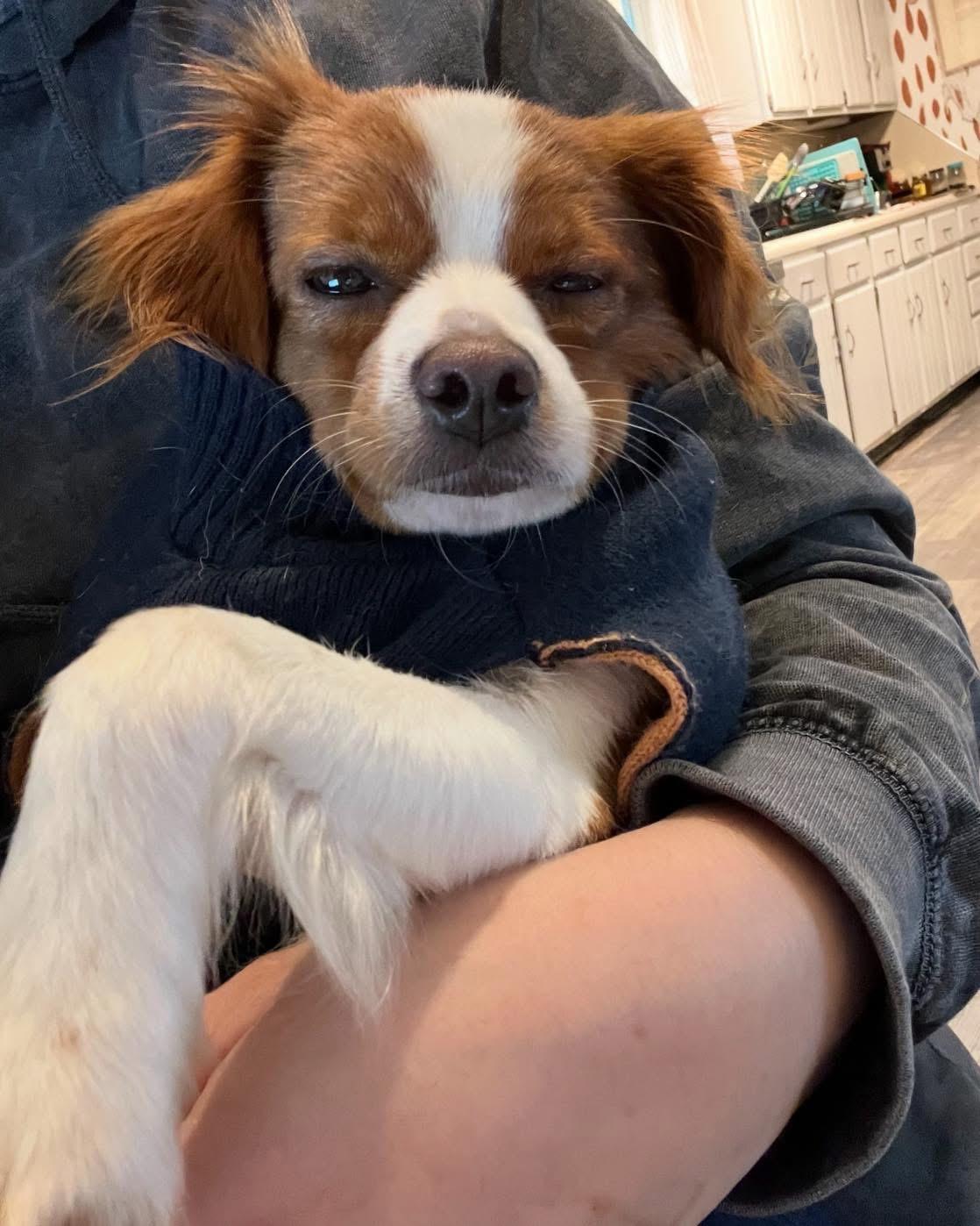 Enlarge Pepper, a ADOPTABLE Cavalier King Charles Spaniel in Grand Haven, MI image 5/6