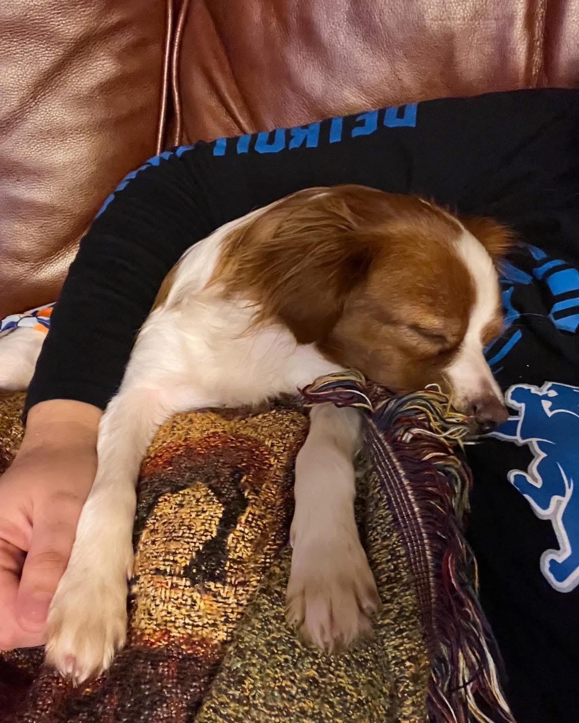 Enlarge Pepper, a ADOPTABLE Cavalier King Charles Spaniel in Grand Haven, MI image 6/6