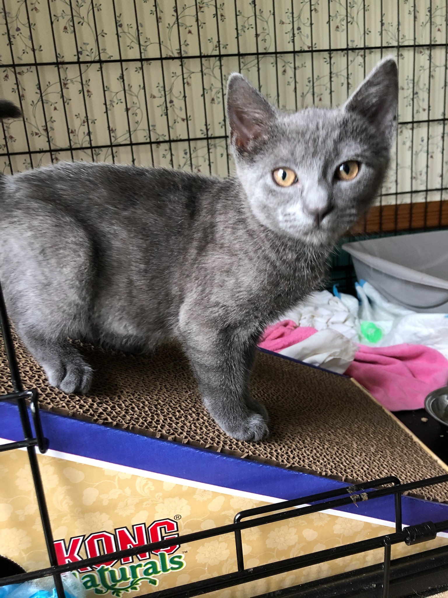 Val, Adoptable, Adult Female Domestic Short Hair & Russian Blue.