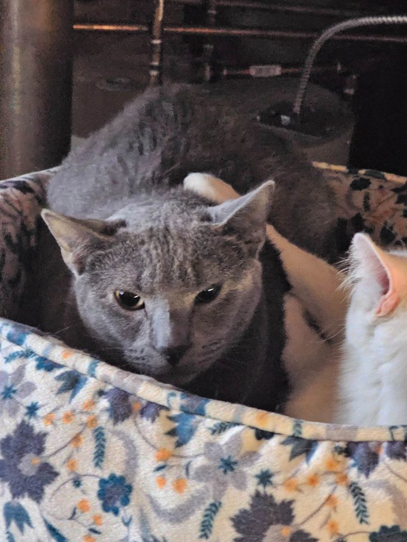 Val, a Adoptable mixed breed in Garwood, NJ image 4/8