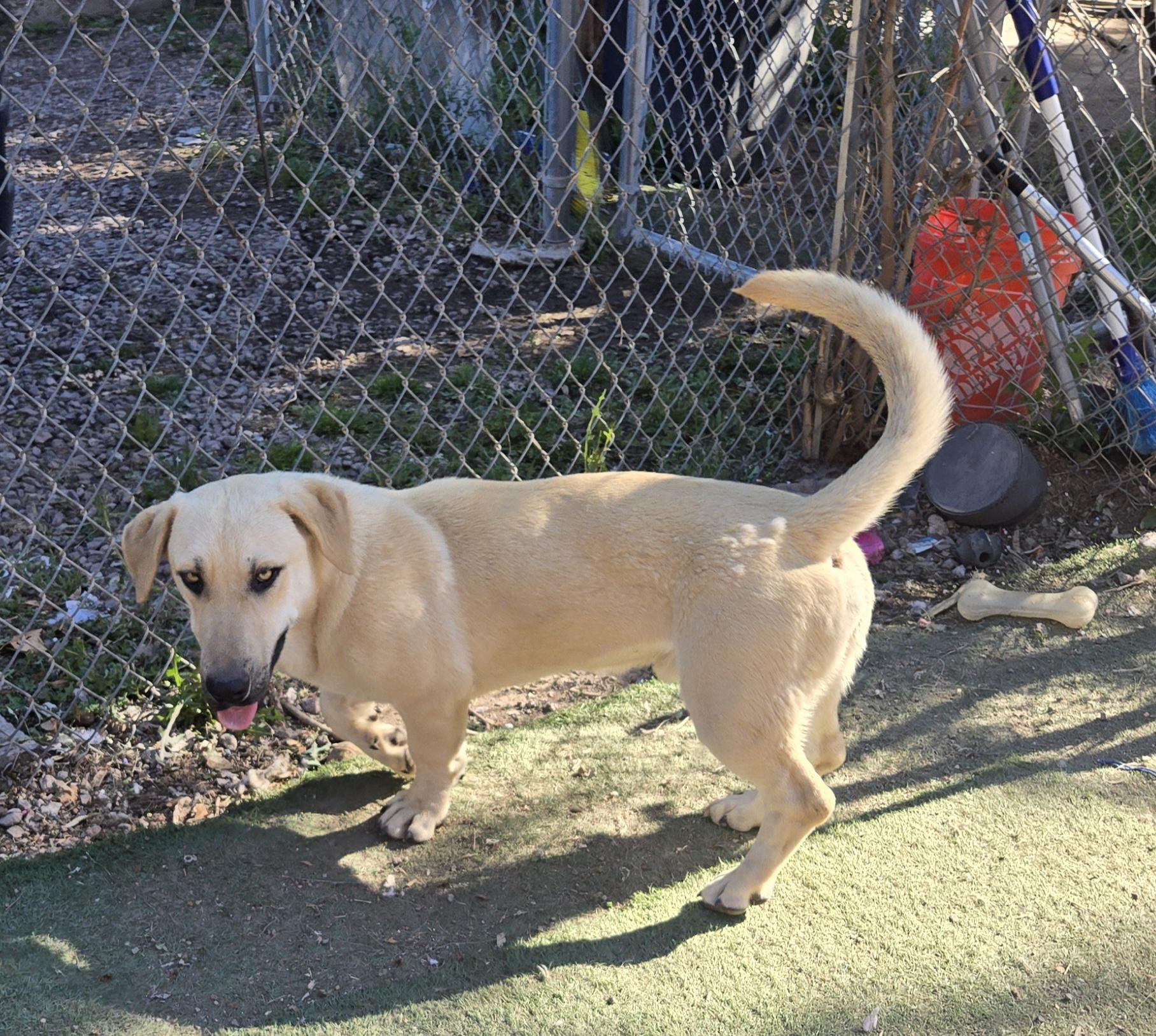 Enlarge Peanut, a ADOPTABLE mixed breed in Nogales, AZ image 1/5
