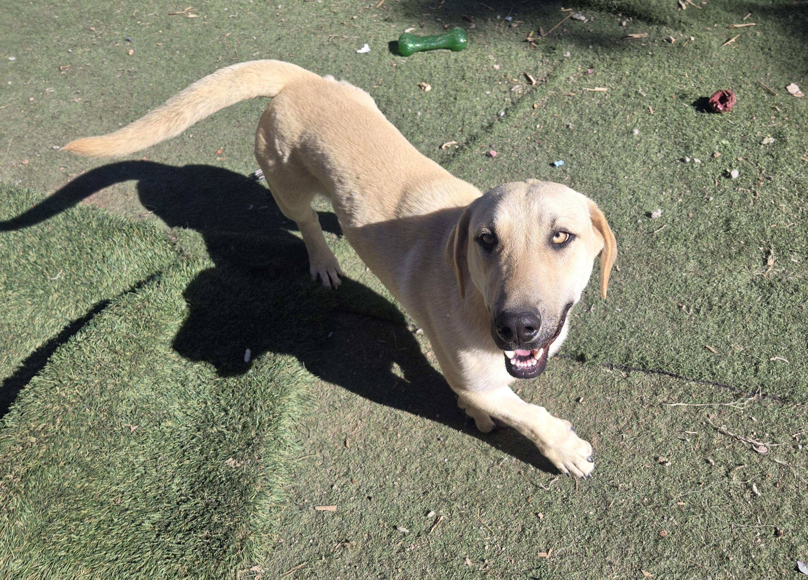 Enlarge Peanut, a ADOPTABLE mixed breed in Nogales, AZ image 3/5