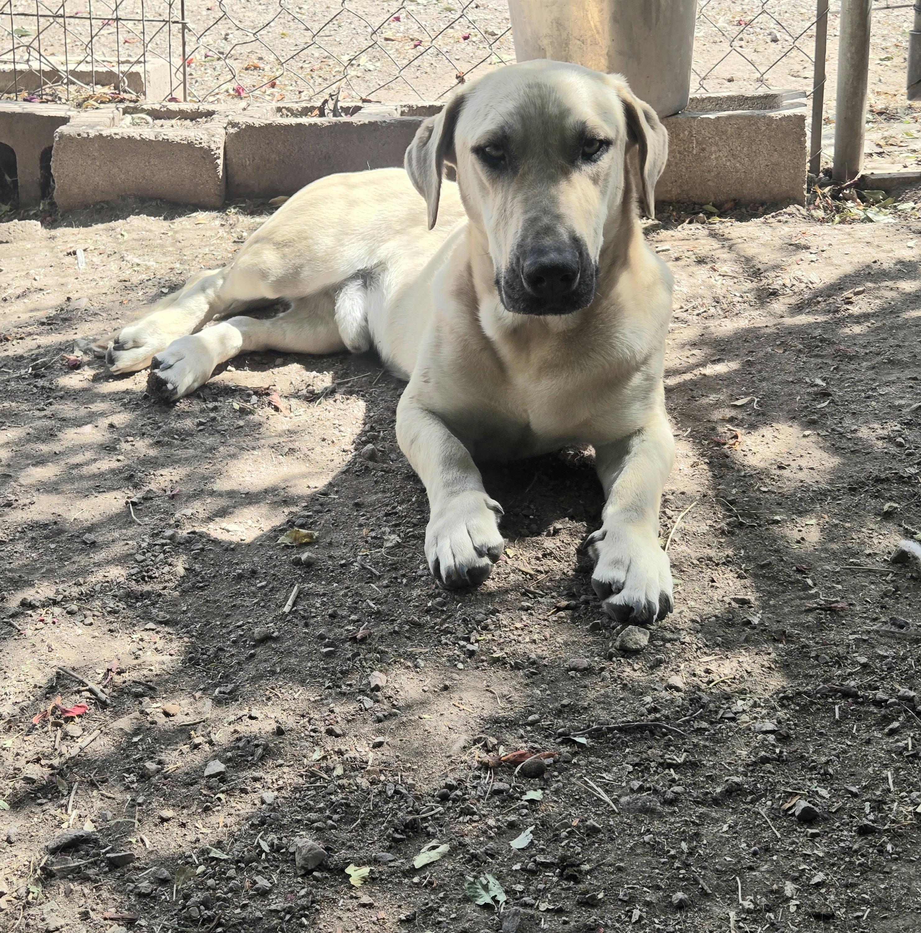 Enlarge Peanut, a ADOPTABLE mixed breed in Nogales, AZ image 2/5