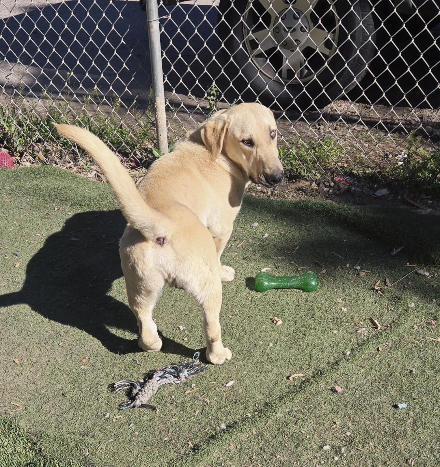 Enlarge Peanut, a ADOPTABLE mixed breed in Nogales, AZ image 5/5