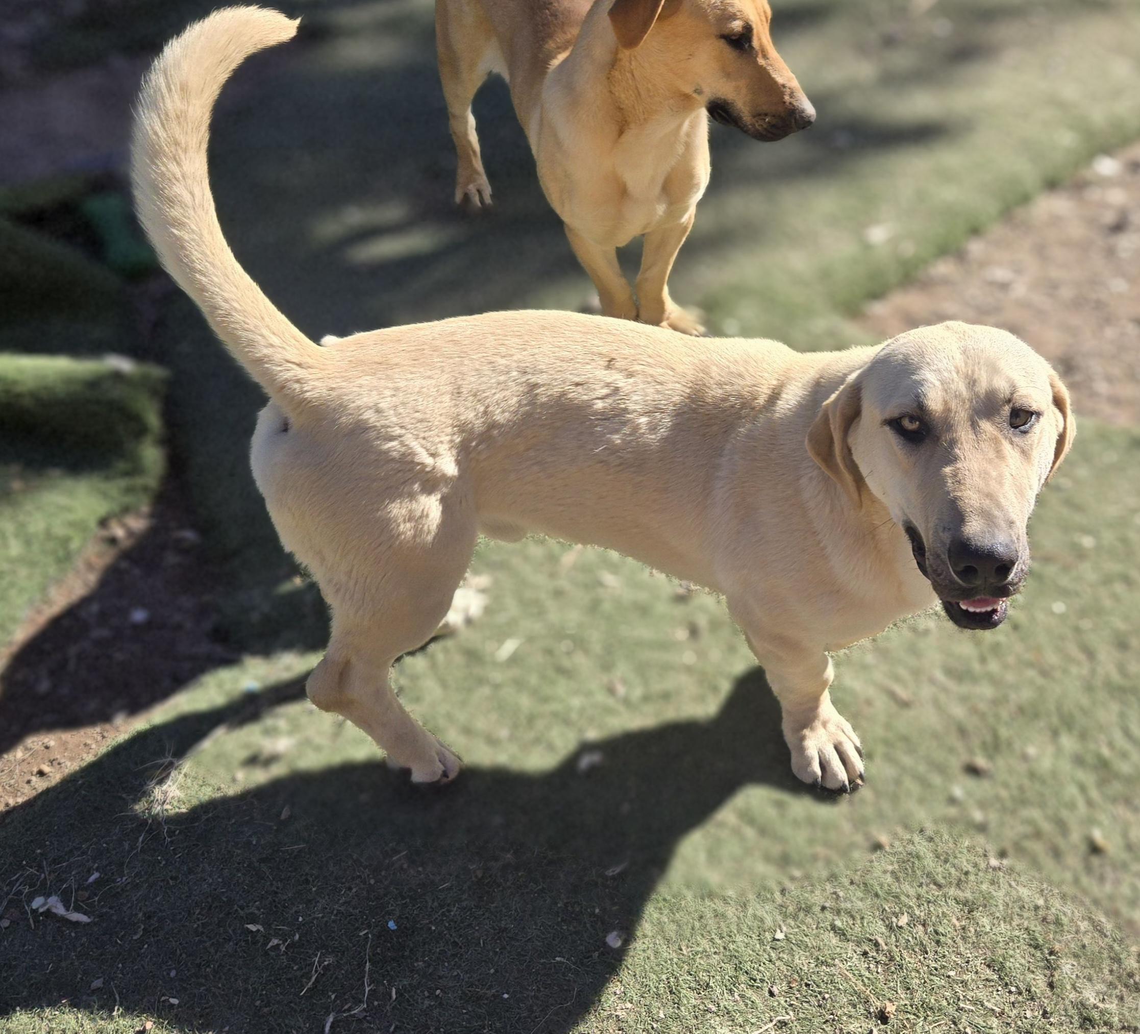 Enlarge Peanut, a ADOPTABLE mixed breed in Nogales, AZ image 4/5