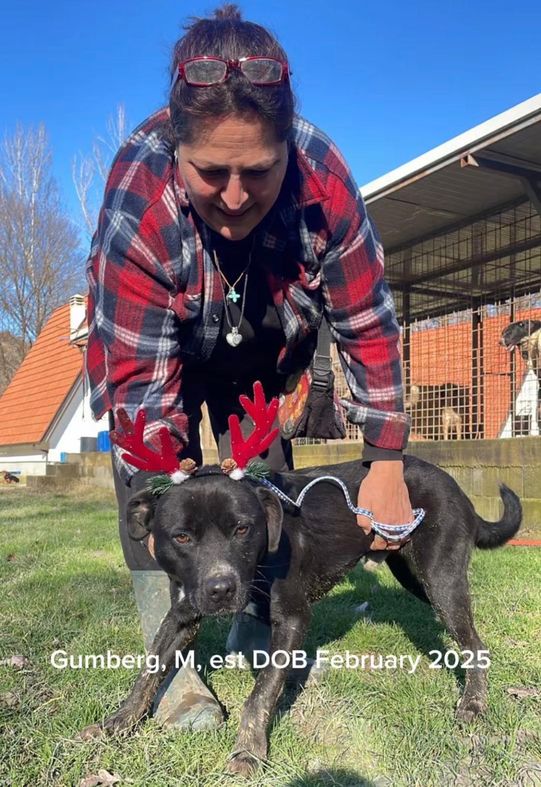 Enlarge Gumberg, a ADOPTABLE mixed breed in Shrewsbury, MA image 2/2