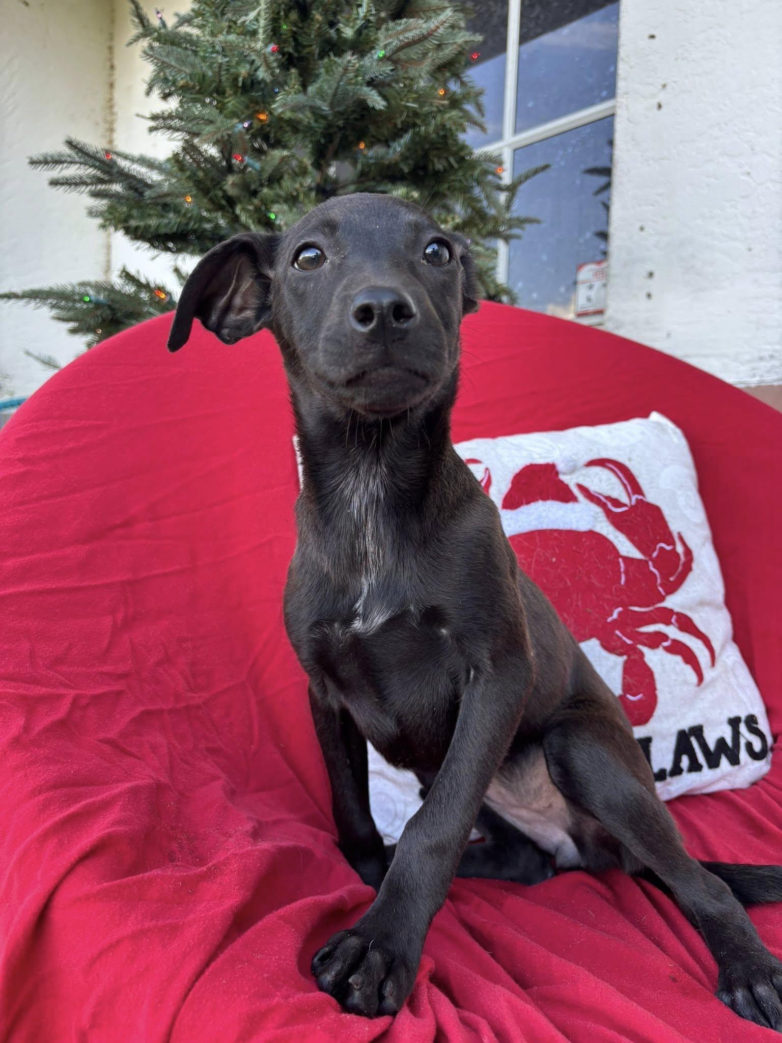 Enlarge Wednesday, a Adoptable mixed breed in Arcadia, FL image 3/4