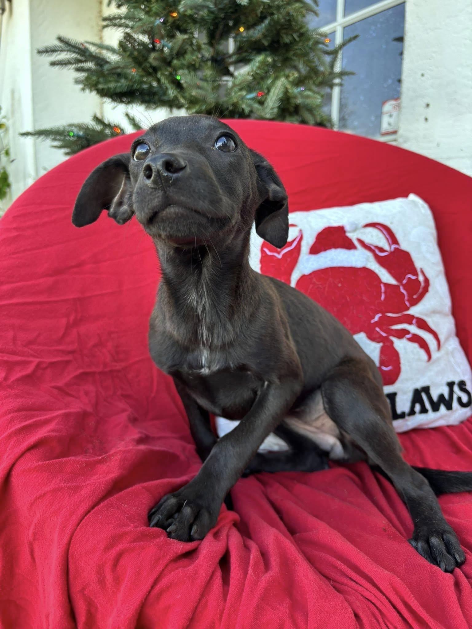 Wednesday, Adoptable, Young Female Australian Shepherd & Border Collie.