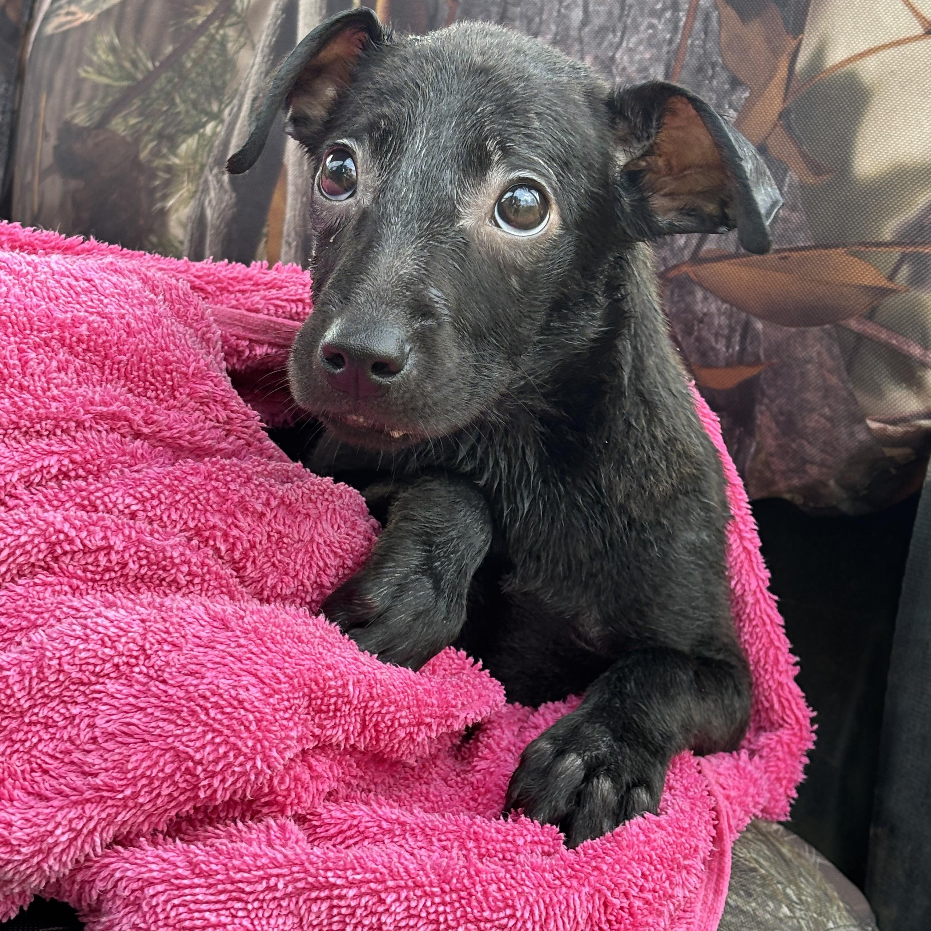 Enlarge Wednesday, a Adoptable mixed breed in Arcadia, FL image 4/4