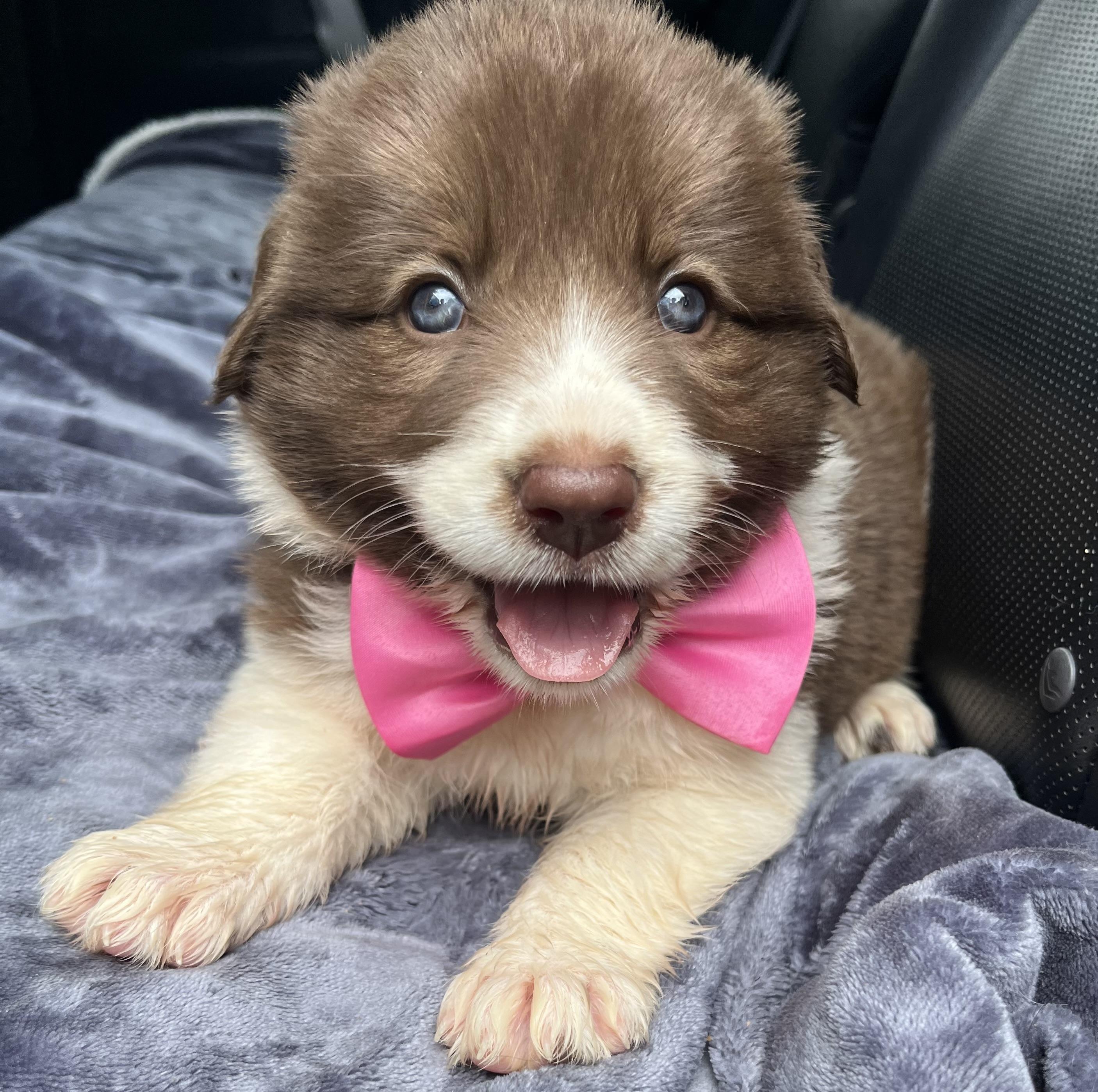 Kahlua, Adoptable, Puppy Female Border Collie & Mixed Breed.