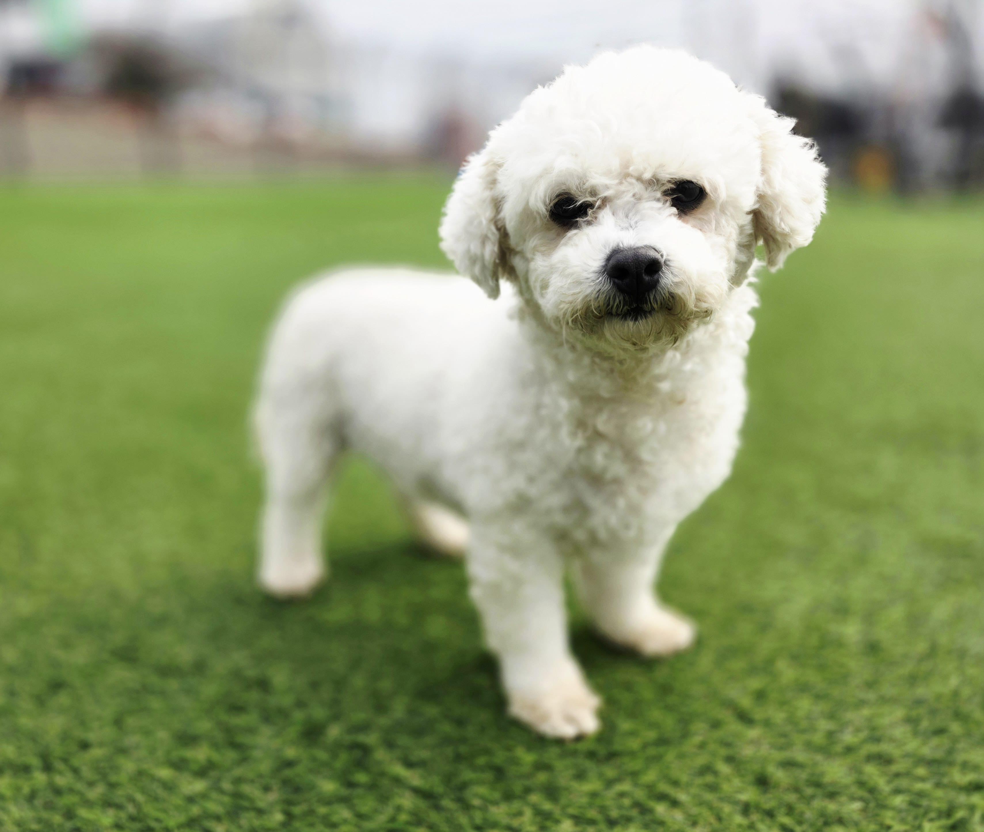 Enlarge Salgu, a Adopted Bichon Frise in Elma, WA image 1/2