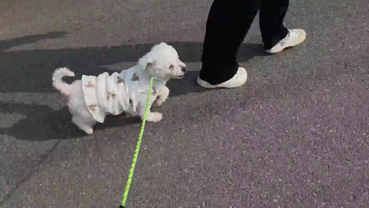 Enlarge Salgu, a Adopted Bichon Frise in Elma, WA video 2/2