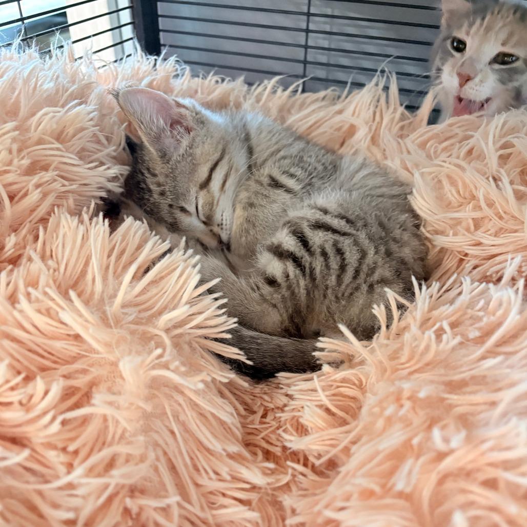 Cini Mini, Adoptable, Kitten Female Domestic Short Hair.