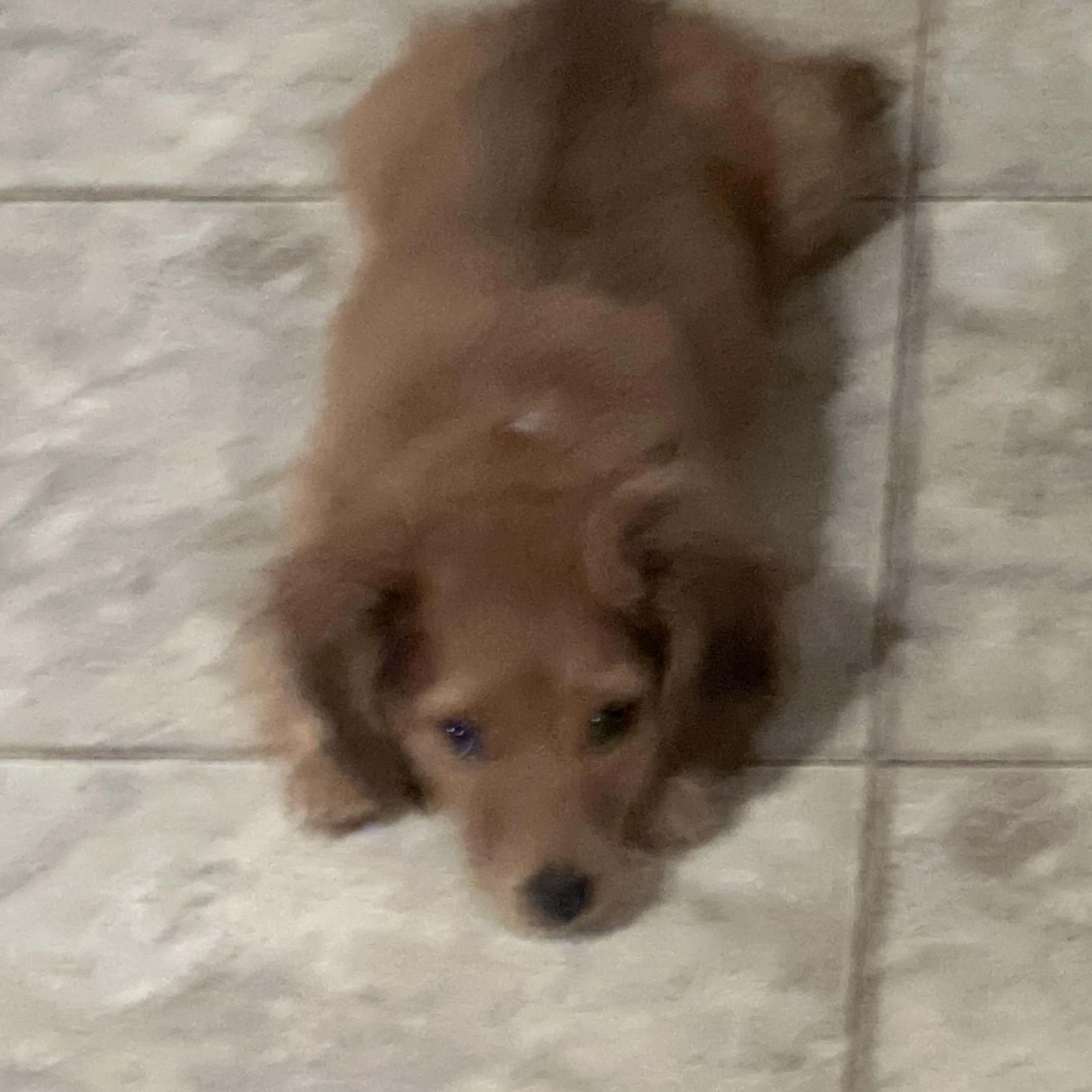 Thumbelina , an adopted Miniature Dachshund in Farmington, MN image 5/5