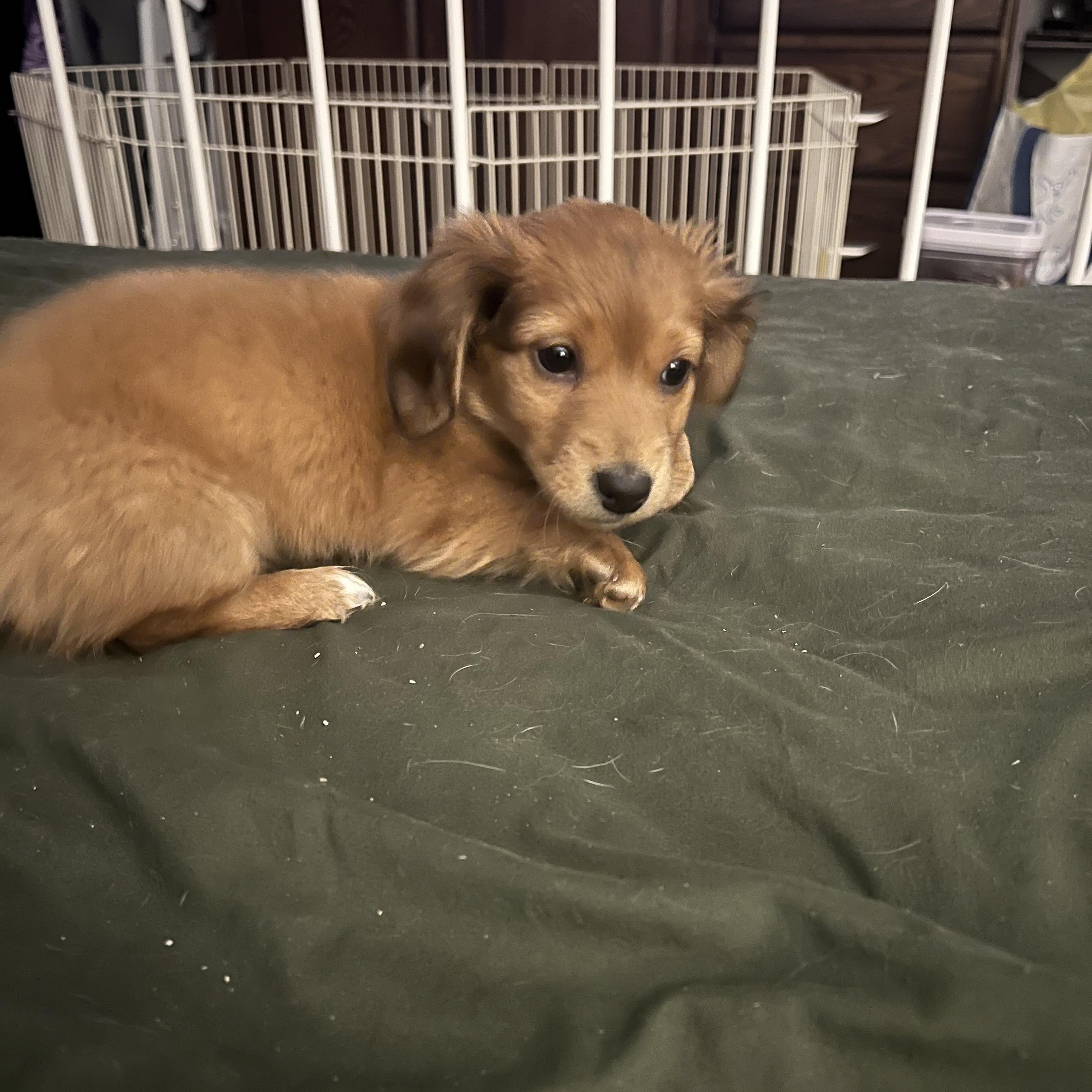 Thumbelina , an adopted Miniature Dachshund in Farmington, MN image 3/5