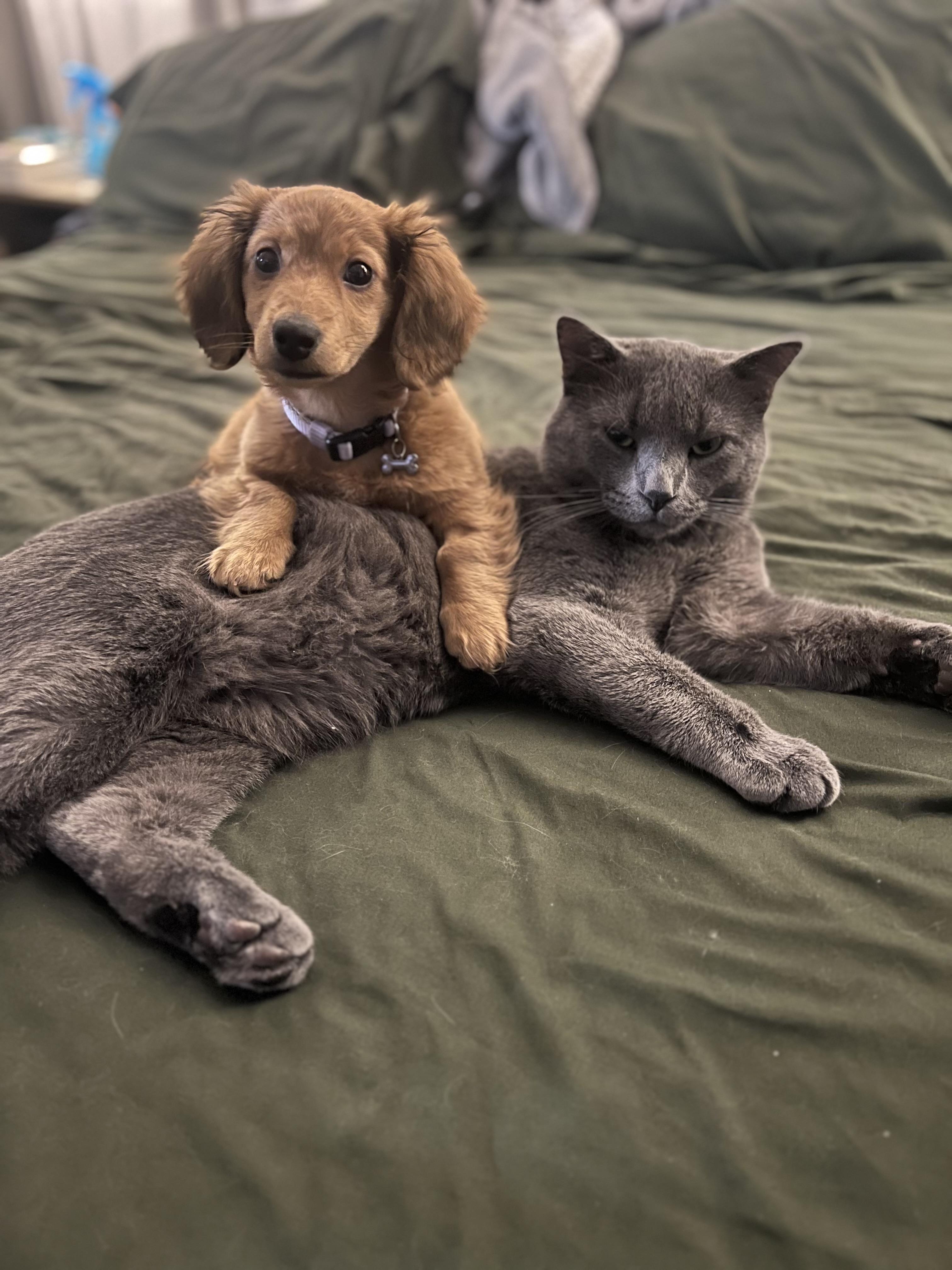 Thumbelina , an adopted Miniature Dachshund in Farmington, MN image 4/5