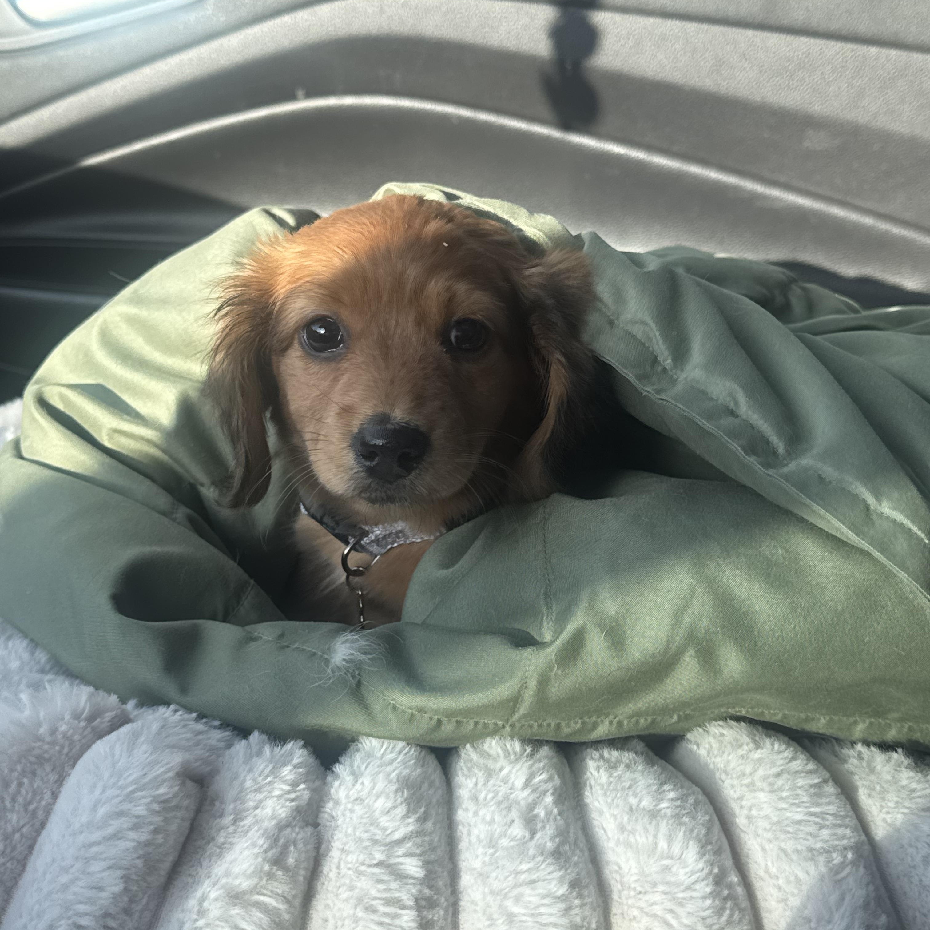 Thumbelina , an adopted Miniature Dachshund in Farmington, MN image 1/5