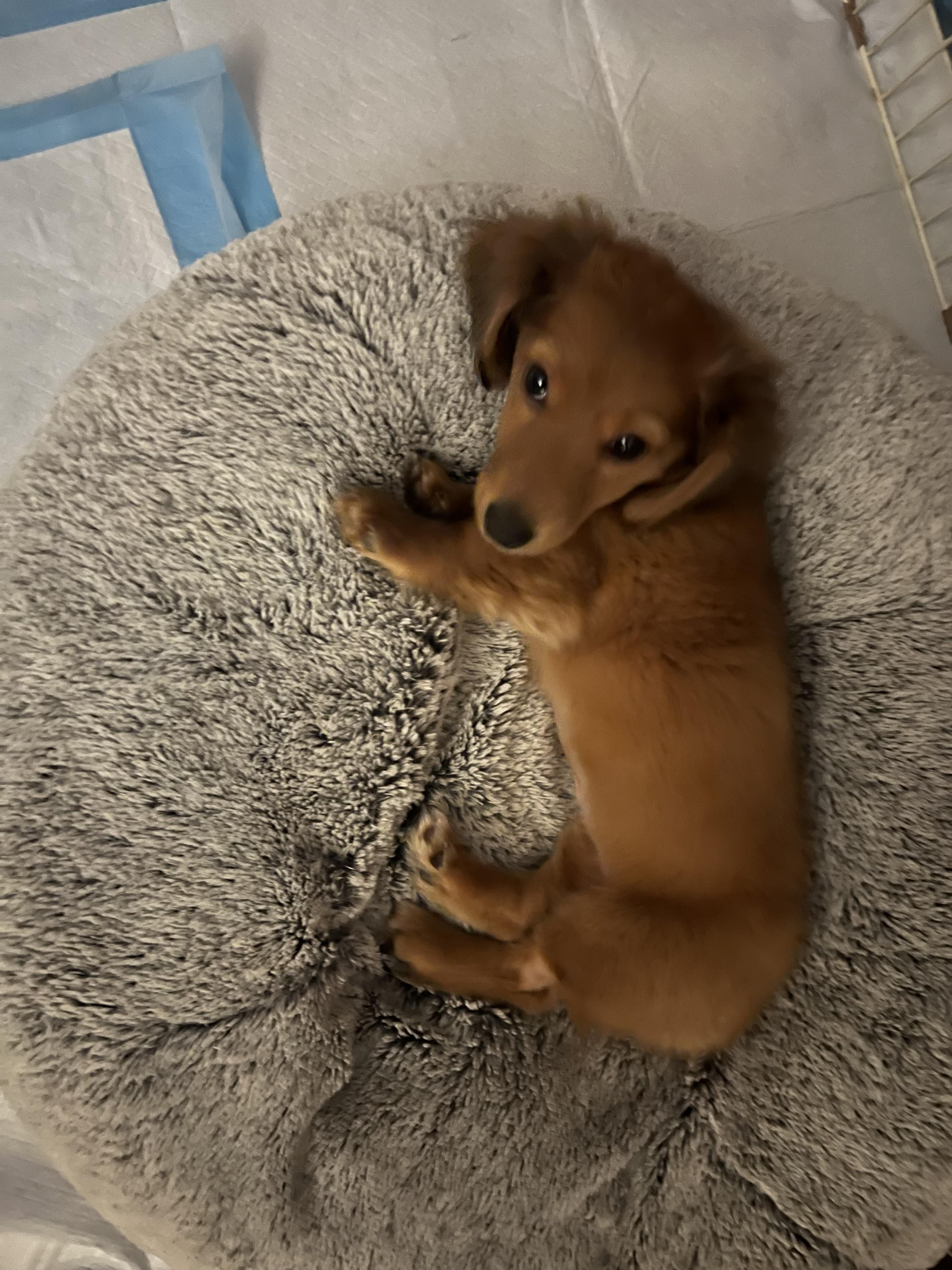 Thumbelina , an adopted Miniature Dachshund in Farmington, MN image 2/5