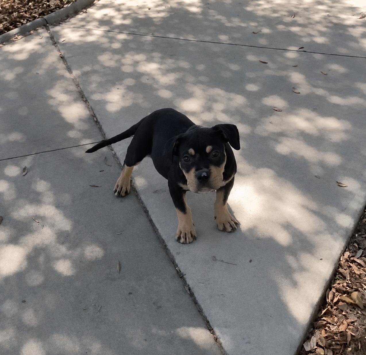 Dom, an adopted mixed breed in New Port Richey, FL image 1/2