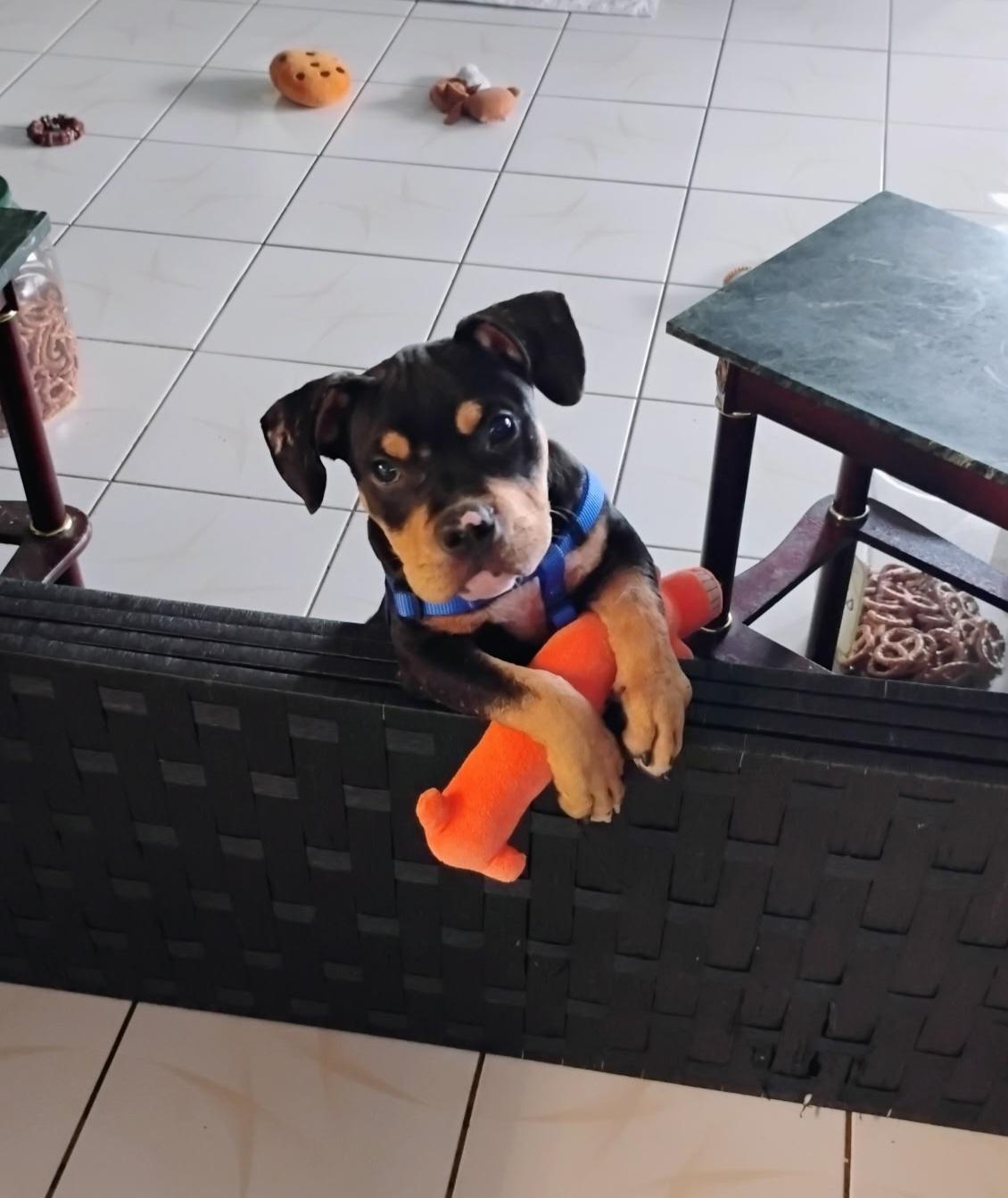 Dom, an adopted mixed breed in New Port Richey, FL image 2/2