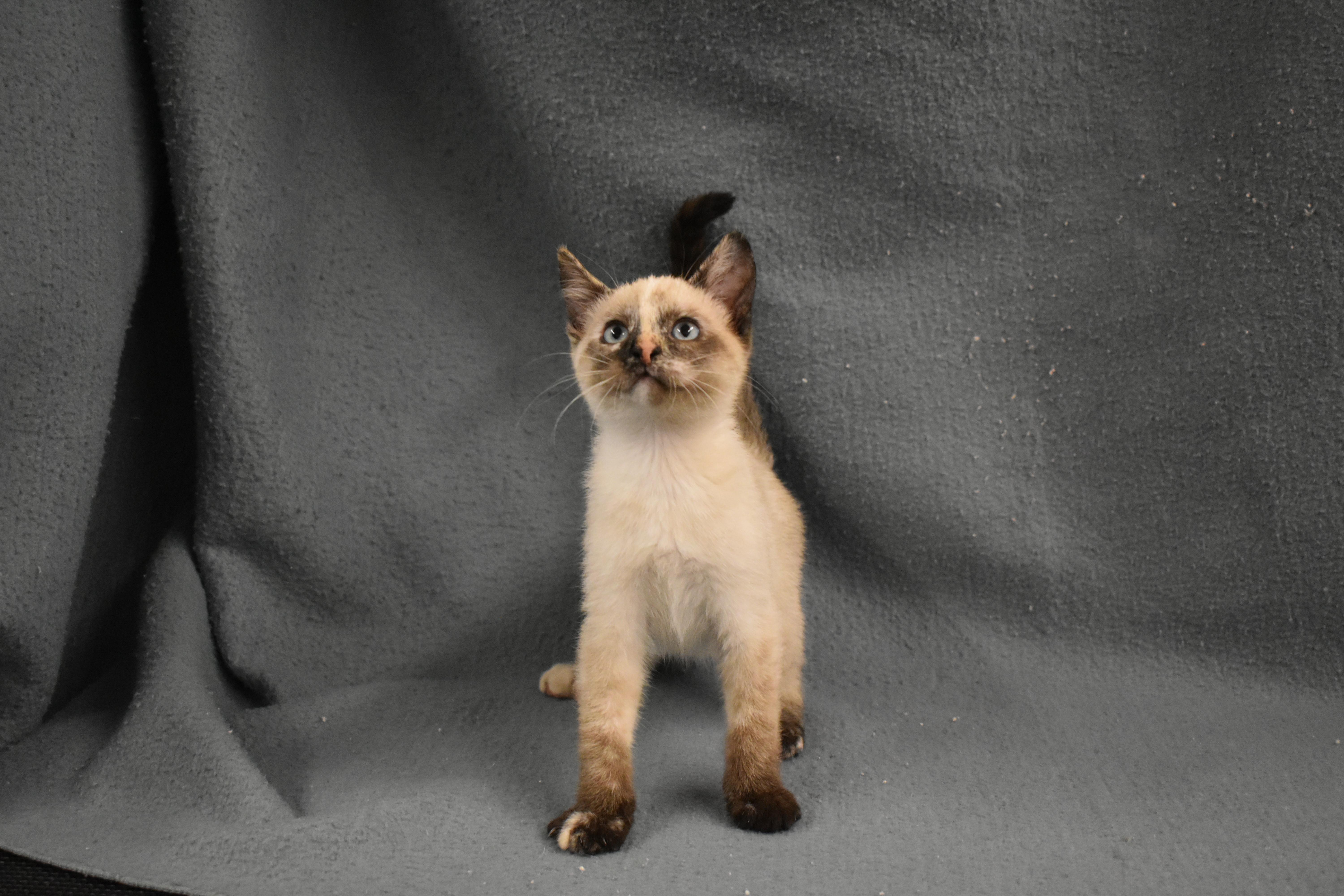 Galadriel, an adopted Domestic Short Hair in Auburn, NE image 5/5