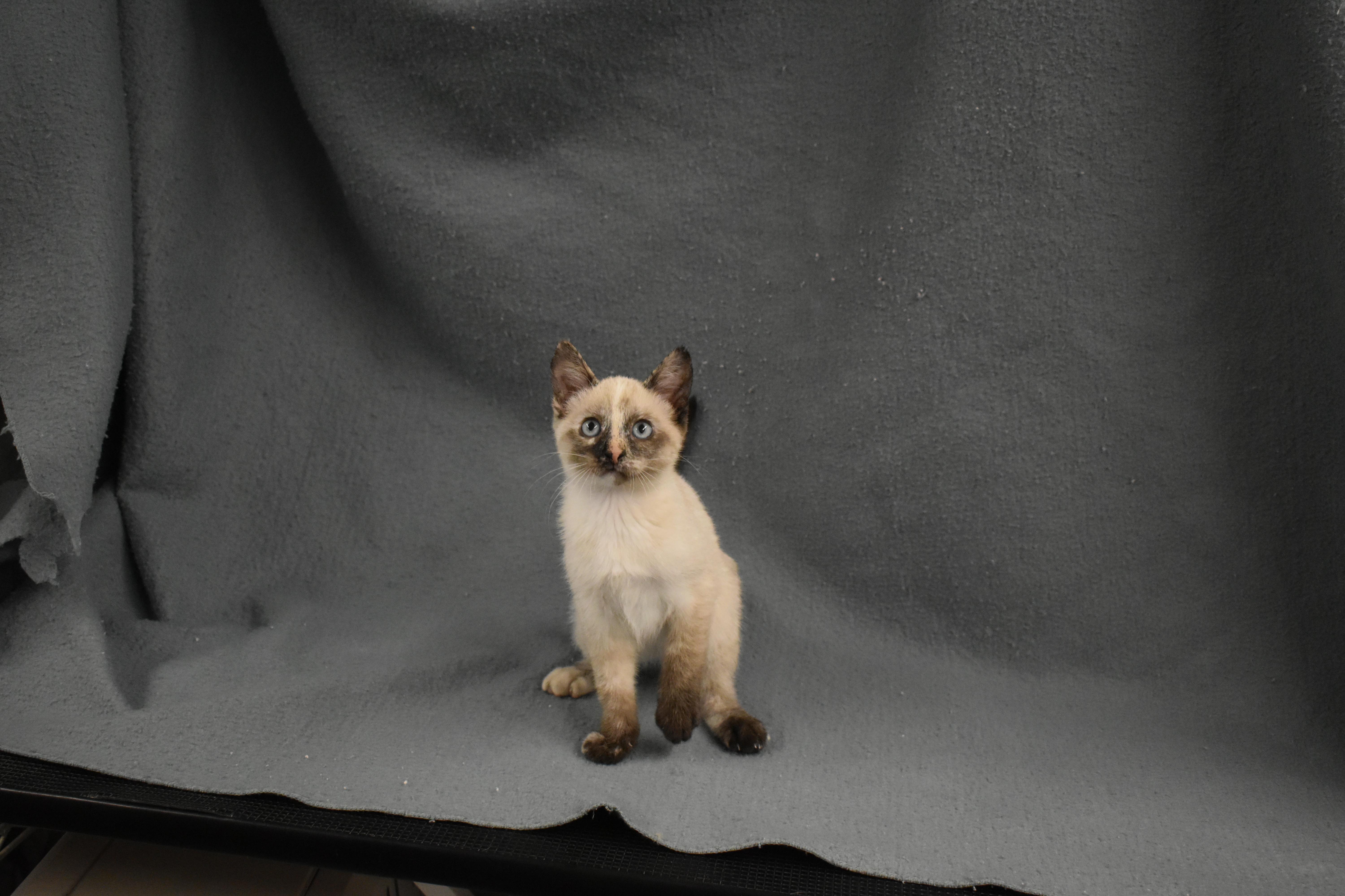 Galadriel, an adopted Domestic Short Hair in Auburn, NE image 4/5