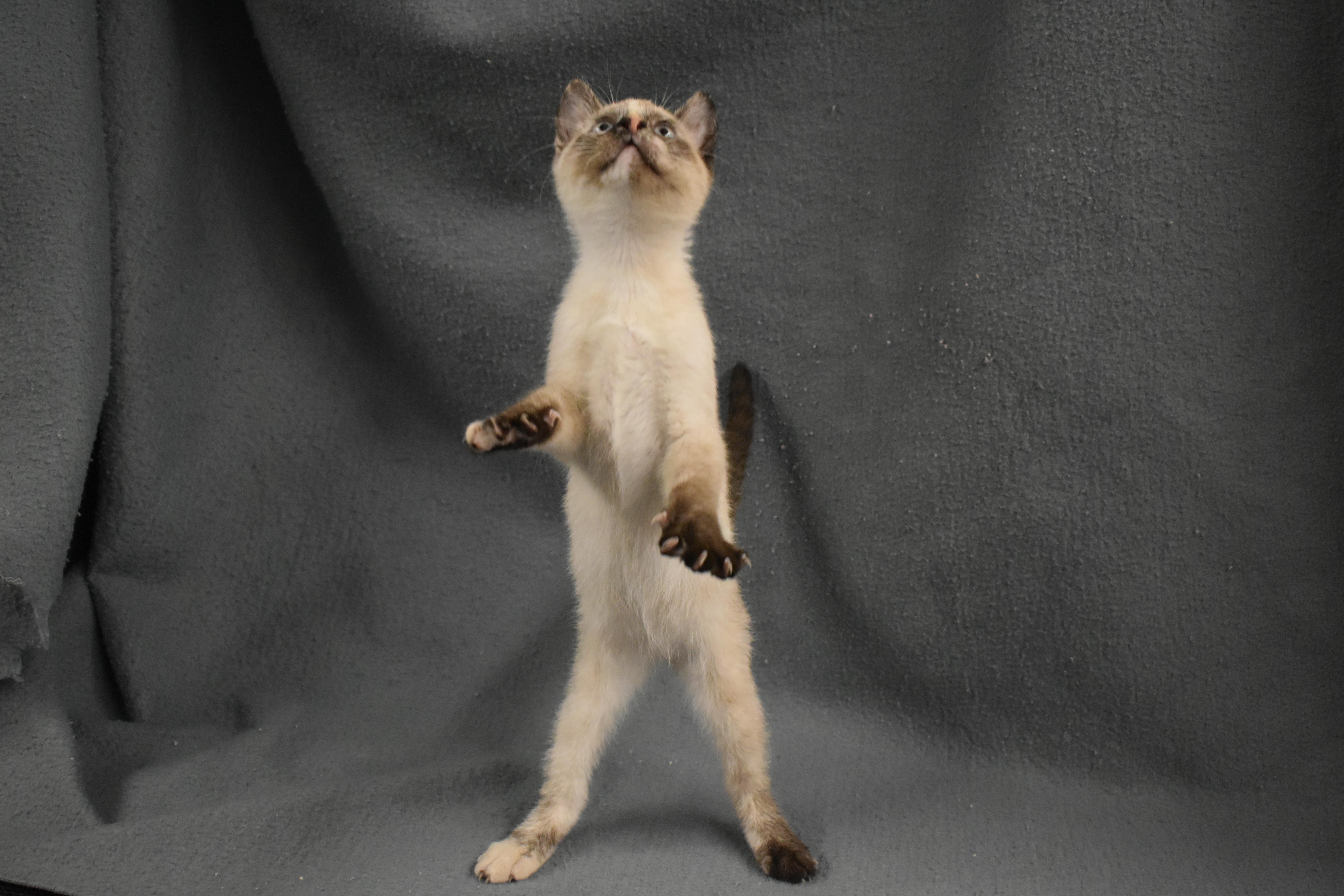 Galadriel, an adopted Domestic Short Hair in Auburn, NE image 3/5