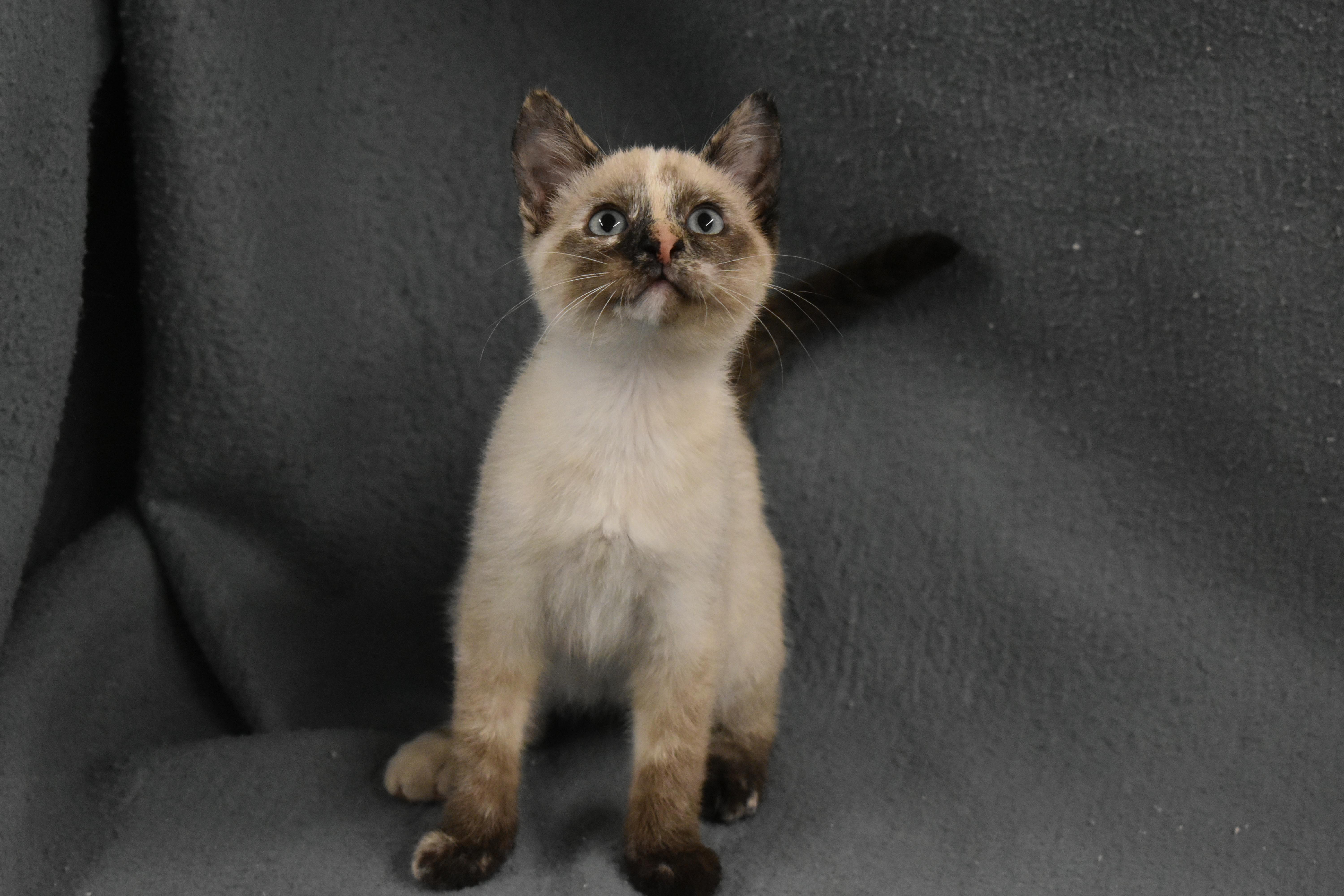 Galadriel, an adopted Domestic Short Hair in Auburn, NE image 2/5