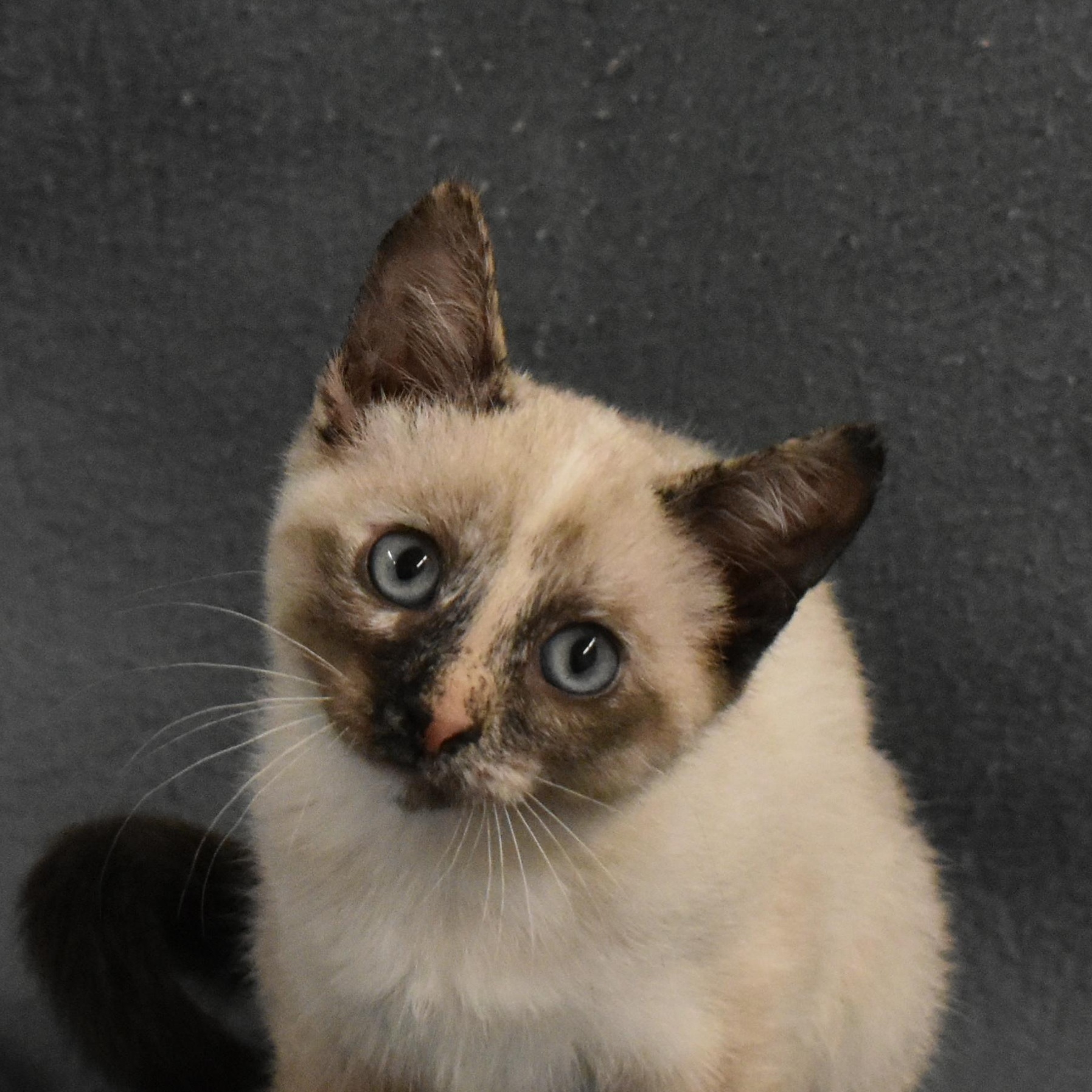 Galadriel, an adopted Domestic Short Hair in Auburn, NE image 1/5