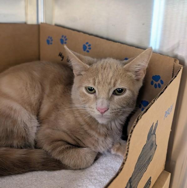 Bug, Adoptable, Kitten Male Domestic Short Hair.