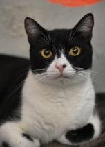 Enlarge Jack, a Adoptable mixed breed in St. James City, FL image 1/2
