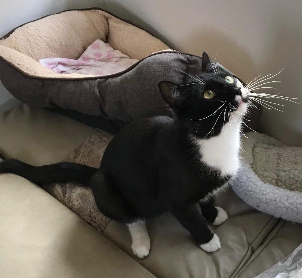 Zorro, Adoptable, Adult Male Domestic Short Hair.