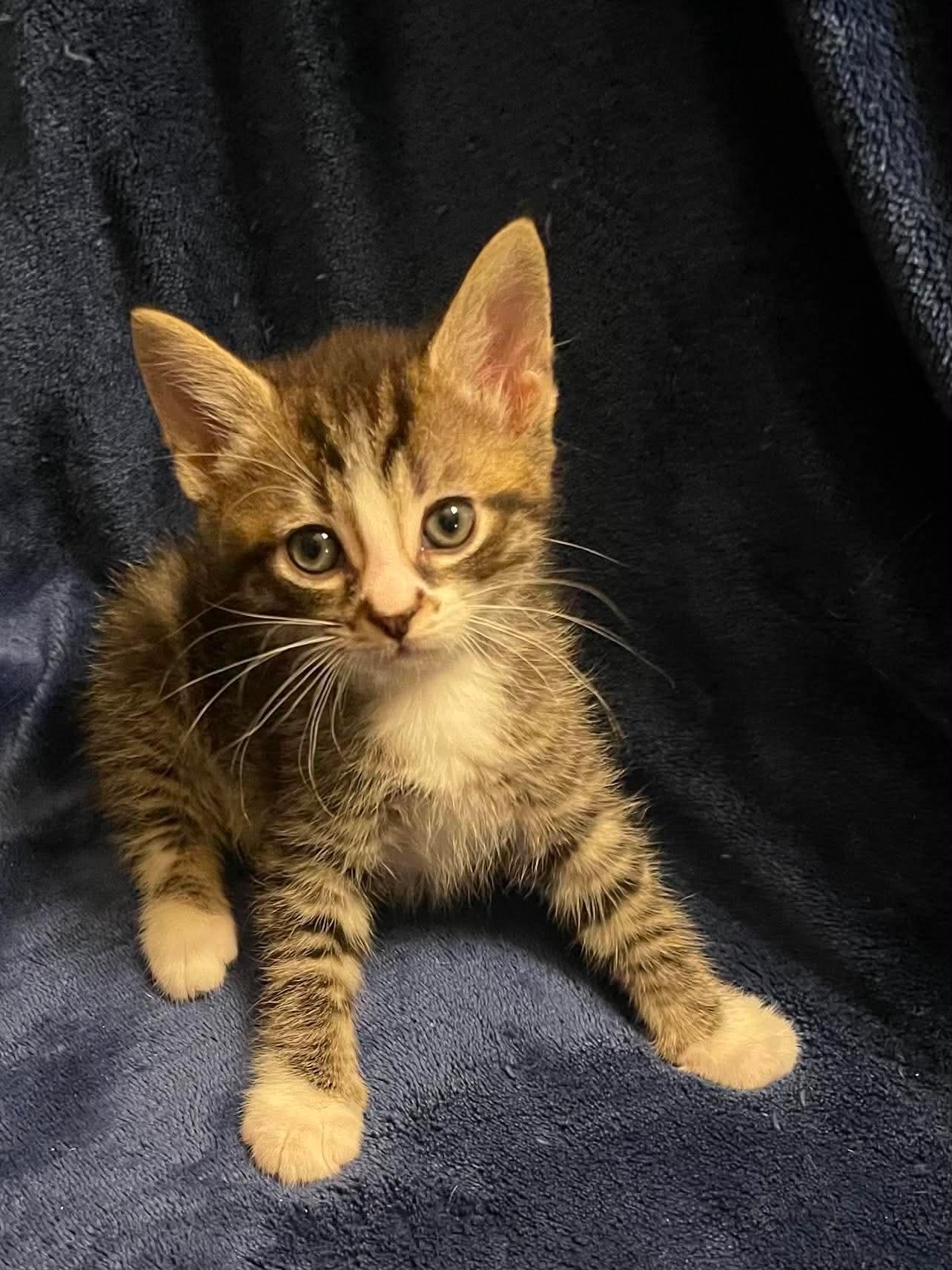 Enlarge Newton, a Adoptable Domestic Short Hair in Oakboro , NC image 1/3