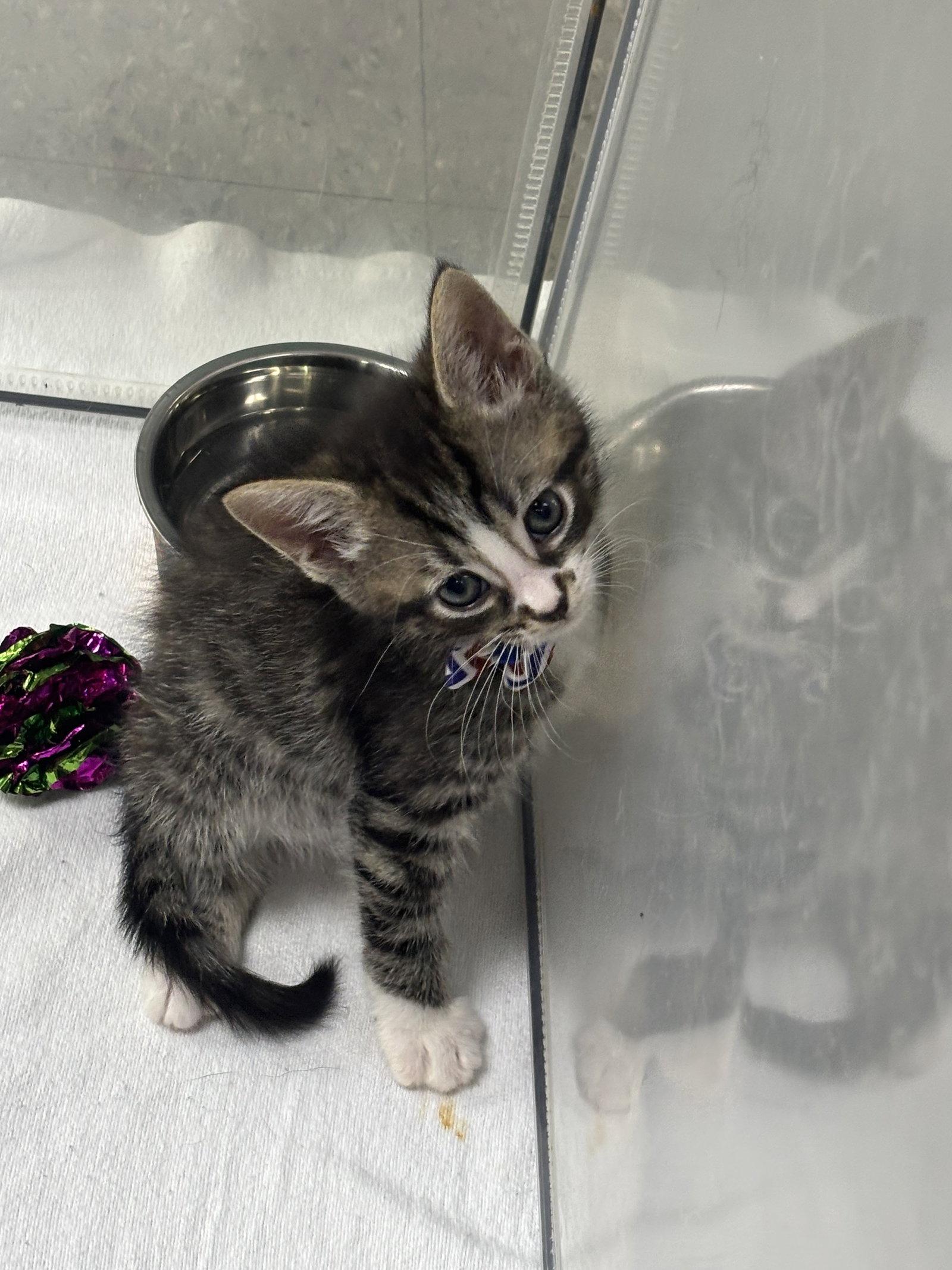 Enlarge Newton, a Adoptable Domestic Short Hair in Oakboro , NC image 2/3