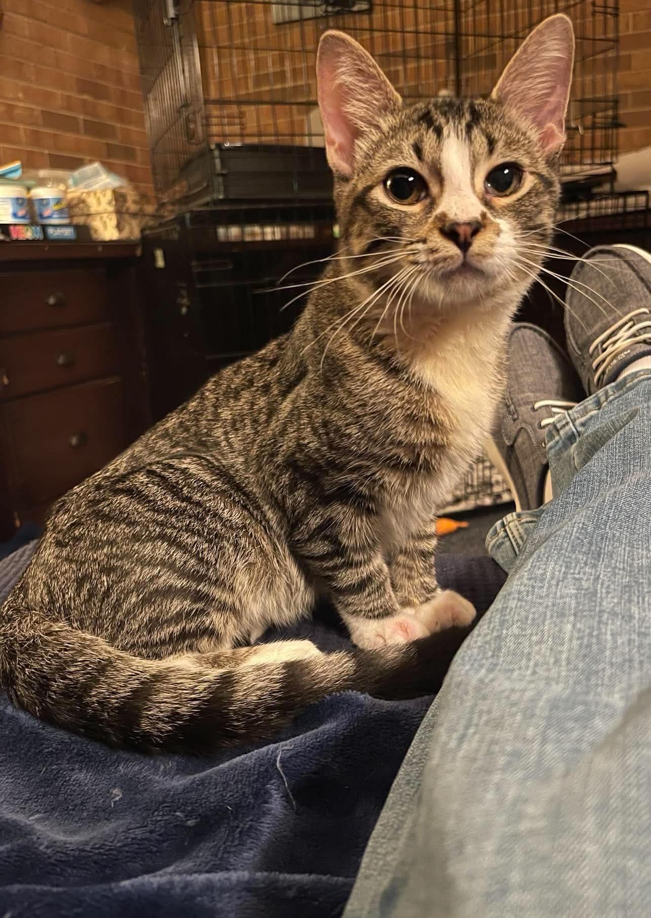 Enlarge Newton, a Adoptable Domestic Short Hair in Oakboro , NC image 1/1