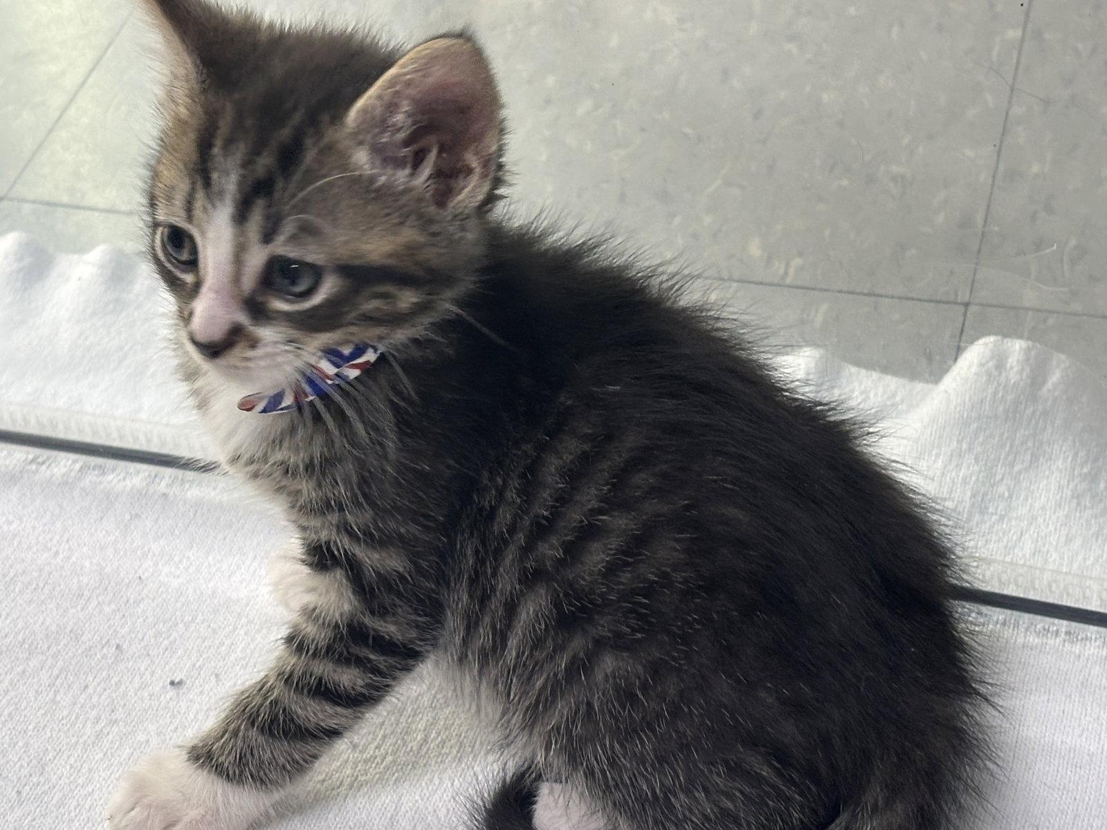 Enlarge Newton, a Adoptable Domestic Short Hair in Oakboro , NC image 3/3