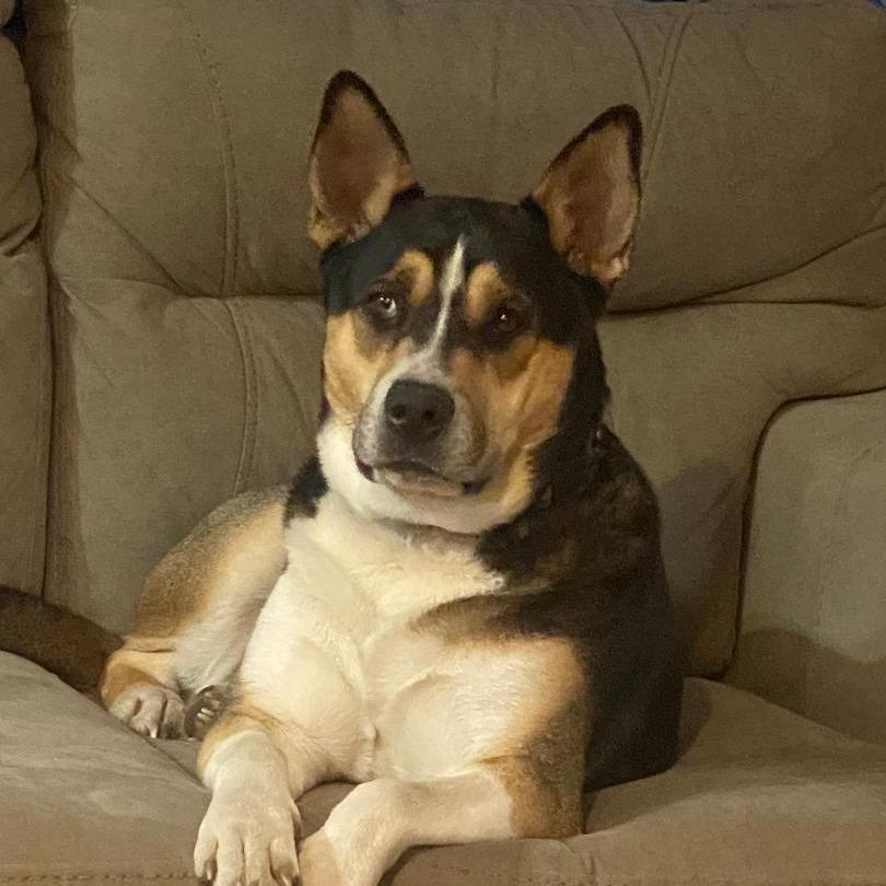 Kirby (Courtesy Post), Adoptable, Adult Male Husky & Shepherd.