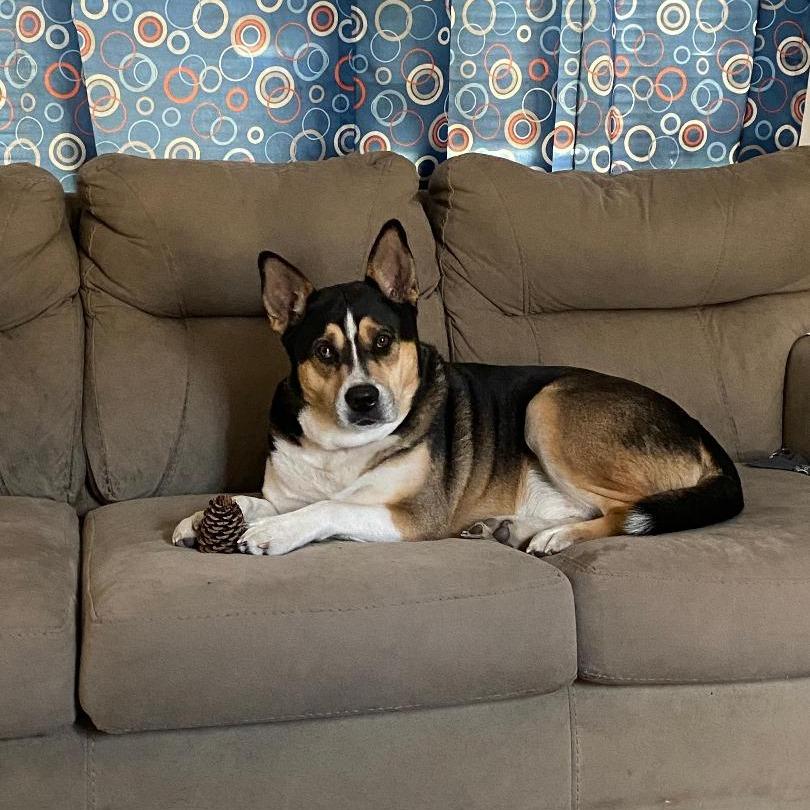 Enlarge Kirby (Courtesy Post), a Adoptable mixed breed in Newport, NC image 4/4