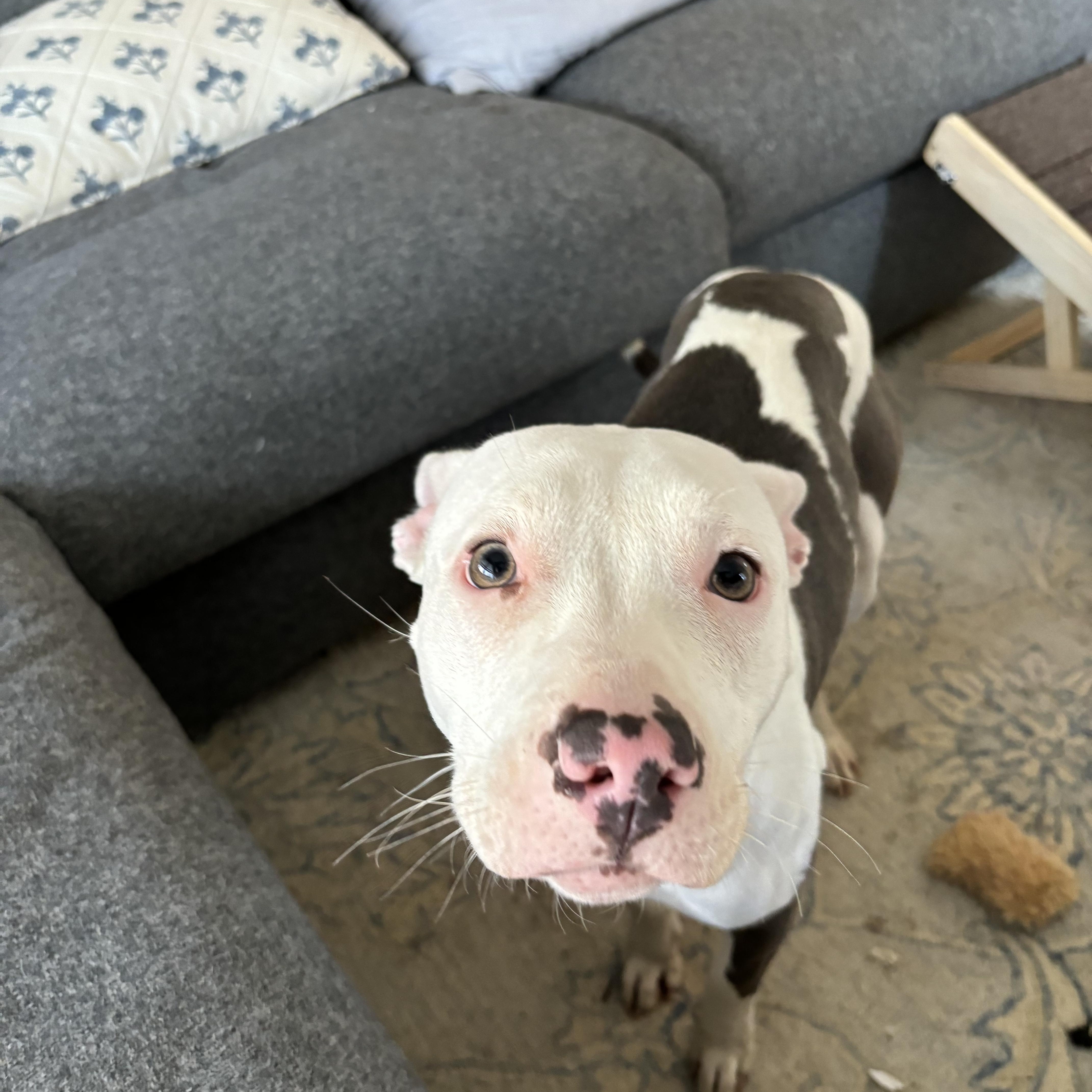 Enlarge Beatrice, a Adopted mixed breed in Charlotte, NC image 2/4