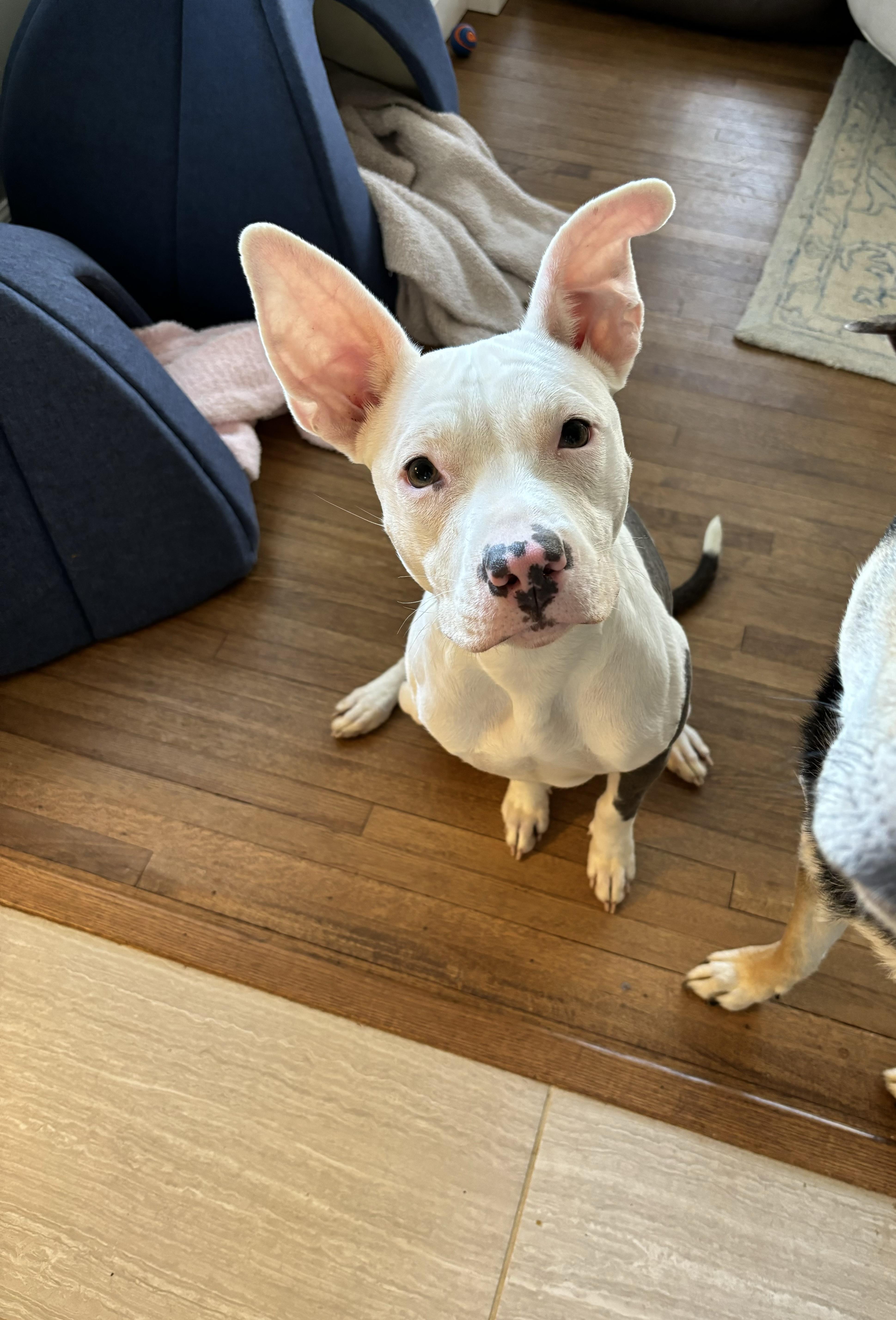 Beatrice, Adopted, Young Female Pit Bull Terrier.