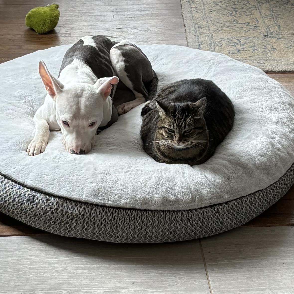 Enlarge Beatrice, a Adopted mixed breed in Charlotte, NC image 4/4