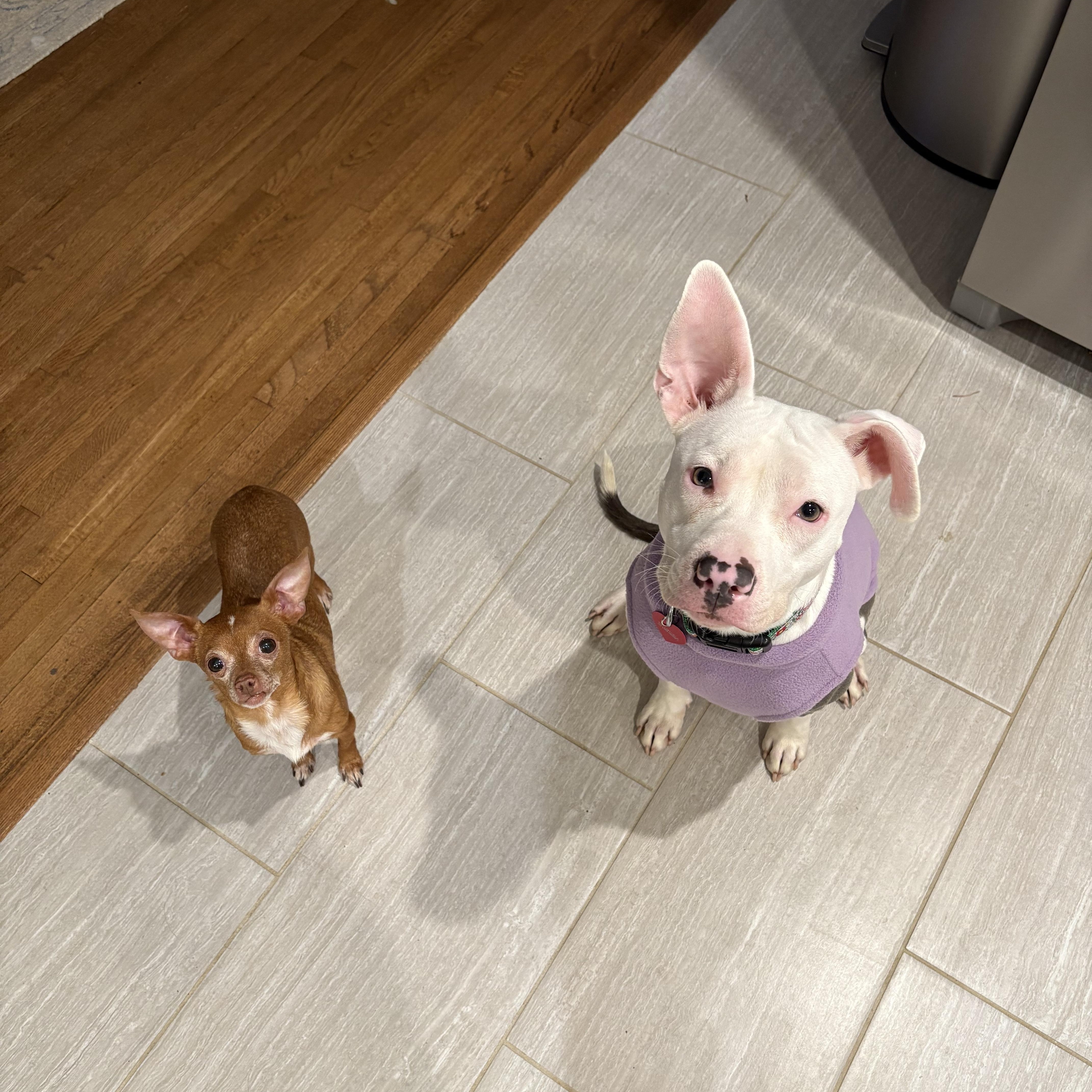 Enlarge Beatrice, a Adopted mixed breed in Charlotte, NC image 3/4