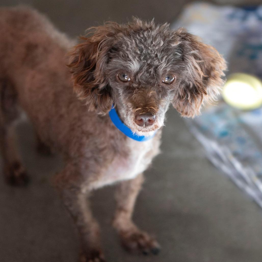 Jaba (N25-185), Adoptable, Adult Male Poodle.
