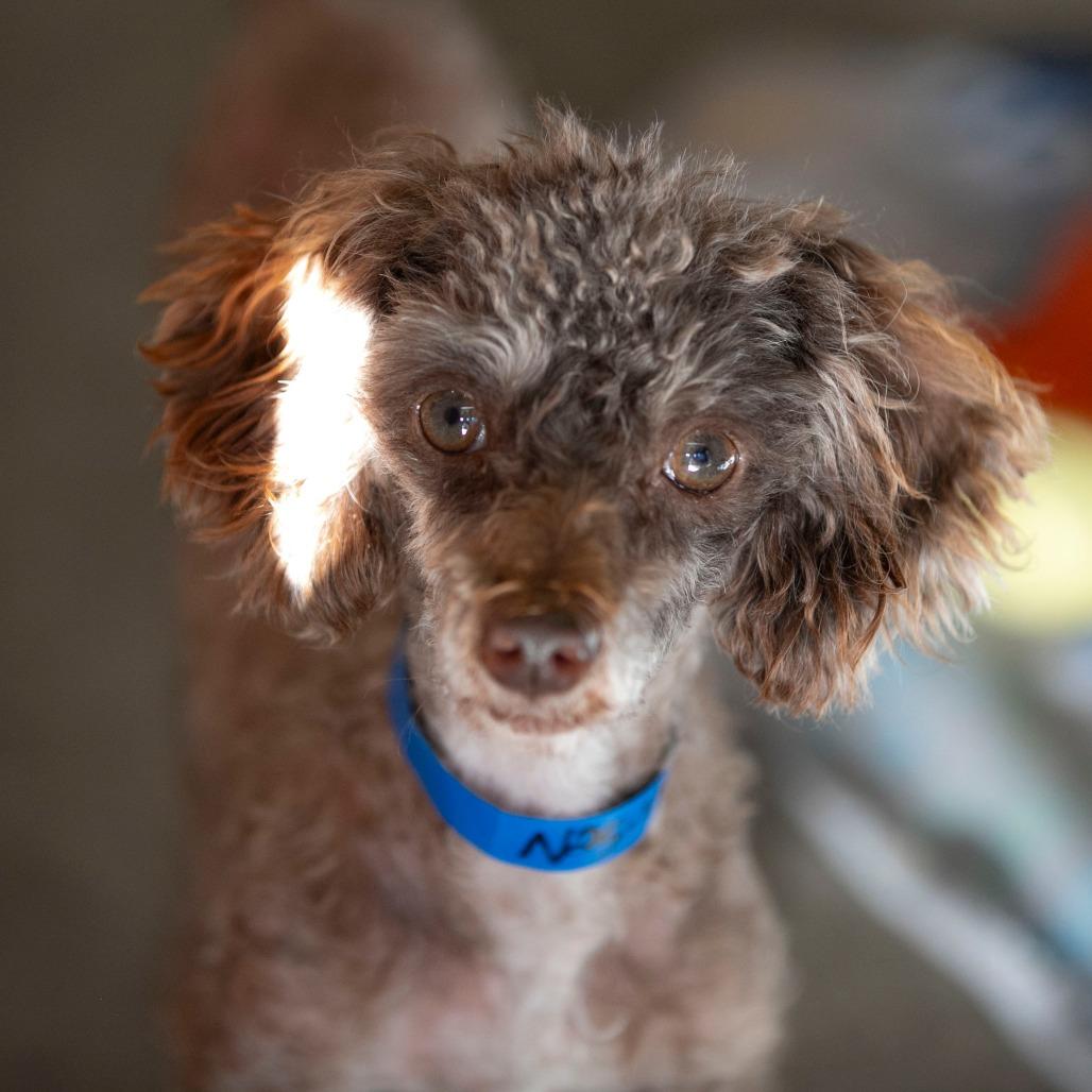 Jaba (N25-185), a Adoptable Poodle in Peyton, CO image 2/6