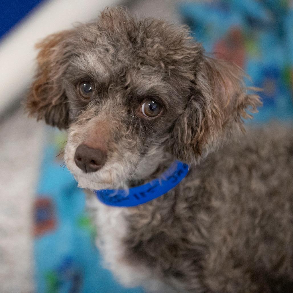 Jaba (N25-185), a Adoptable Poodle in Peyton, CO image 3/6