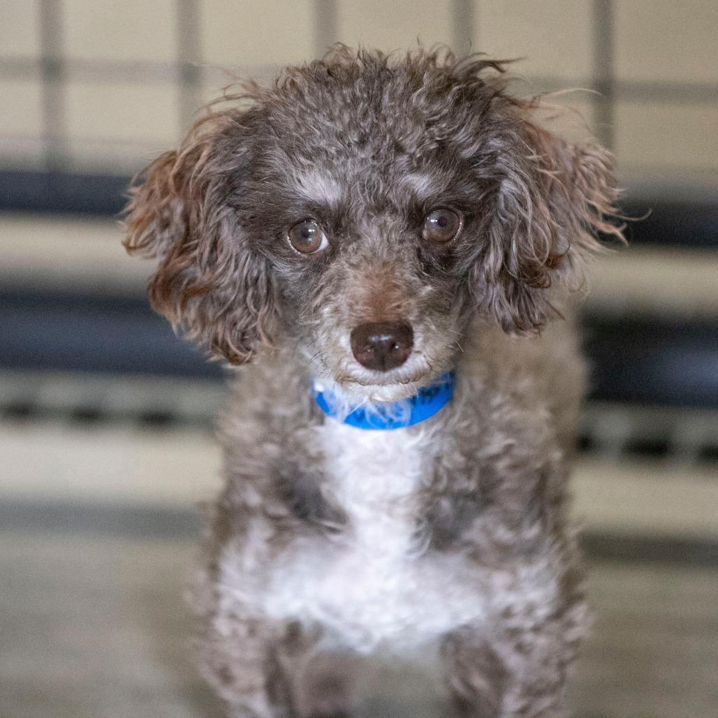 Jaba (N25-185), a Adoptable Poodle in Peyton, CO image 4/6